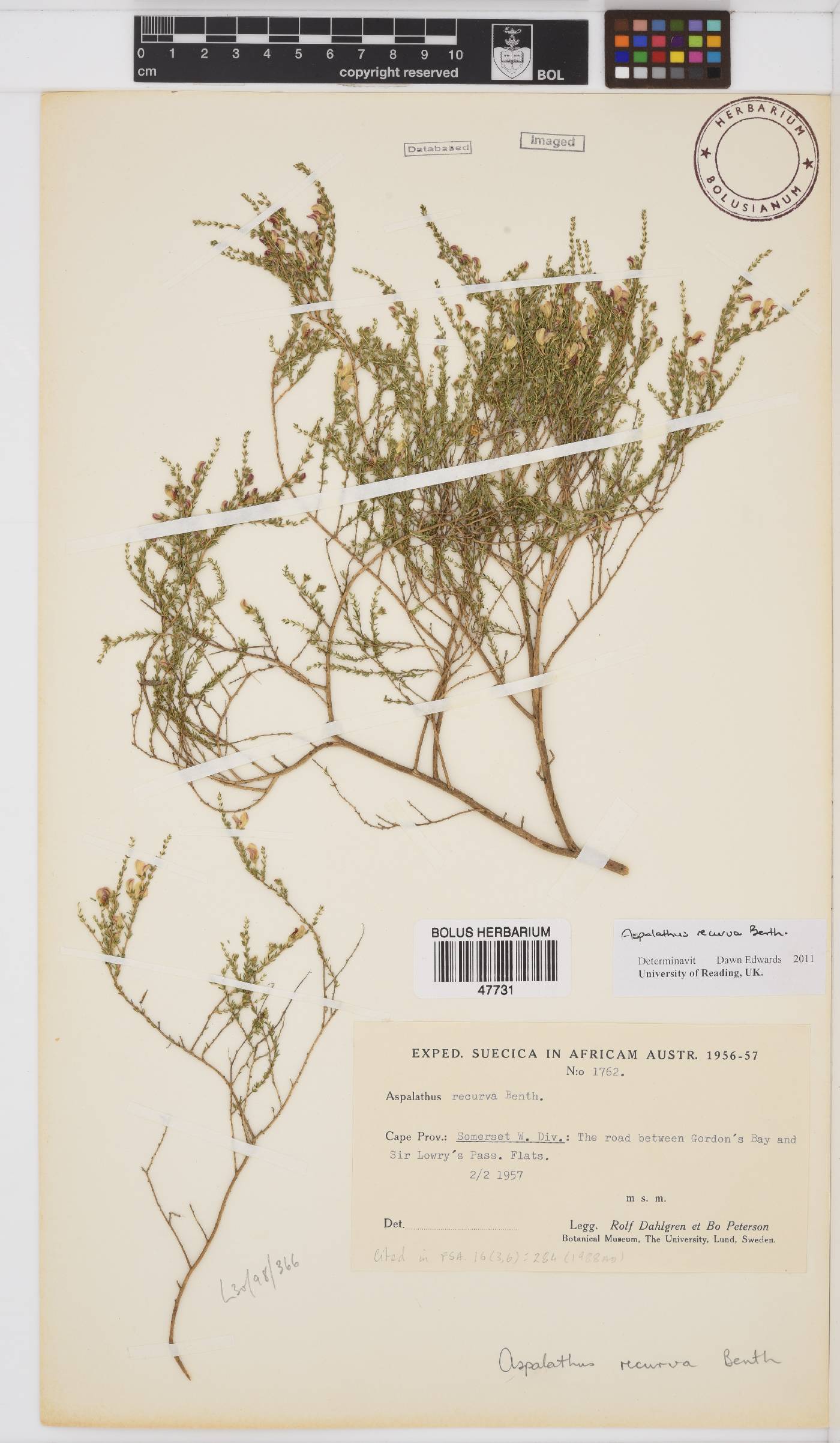 Aspalathus recurva image