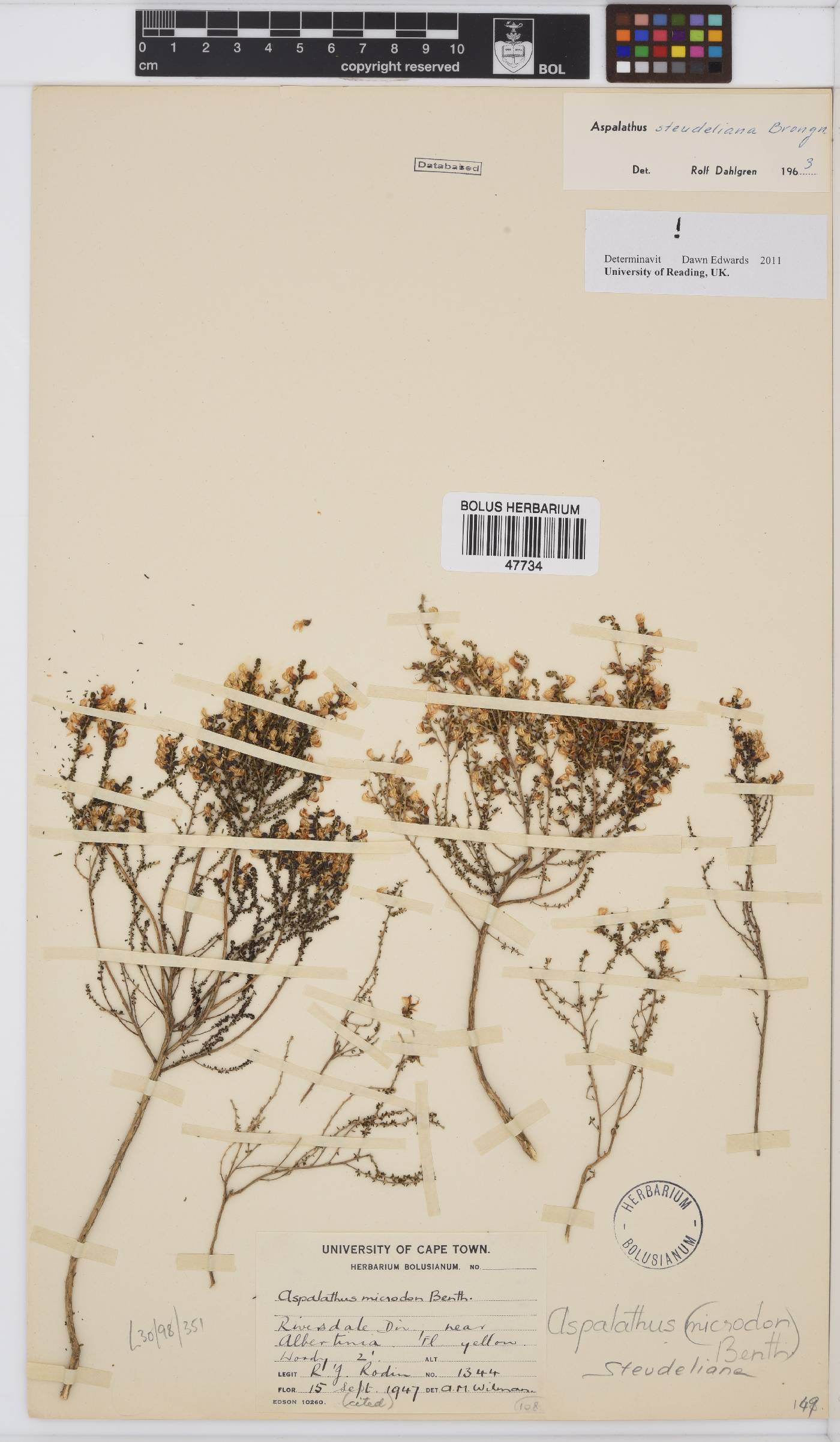 Aspalathus steudeliana image