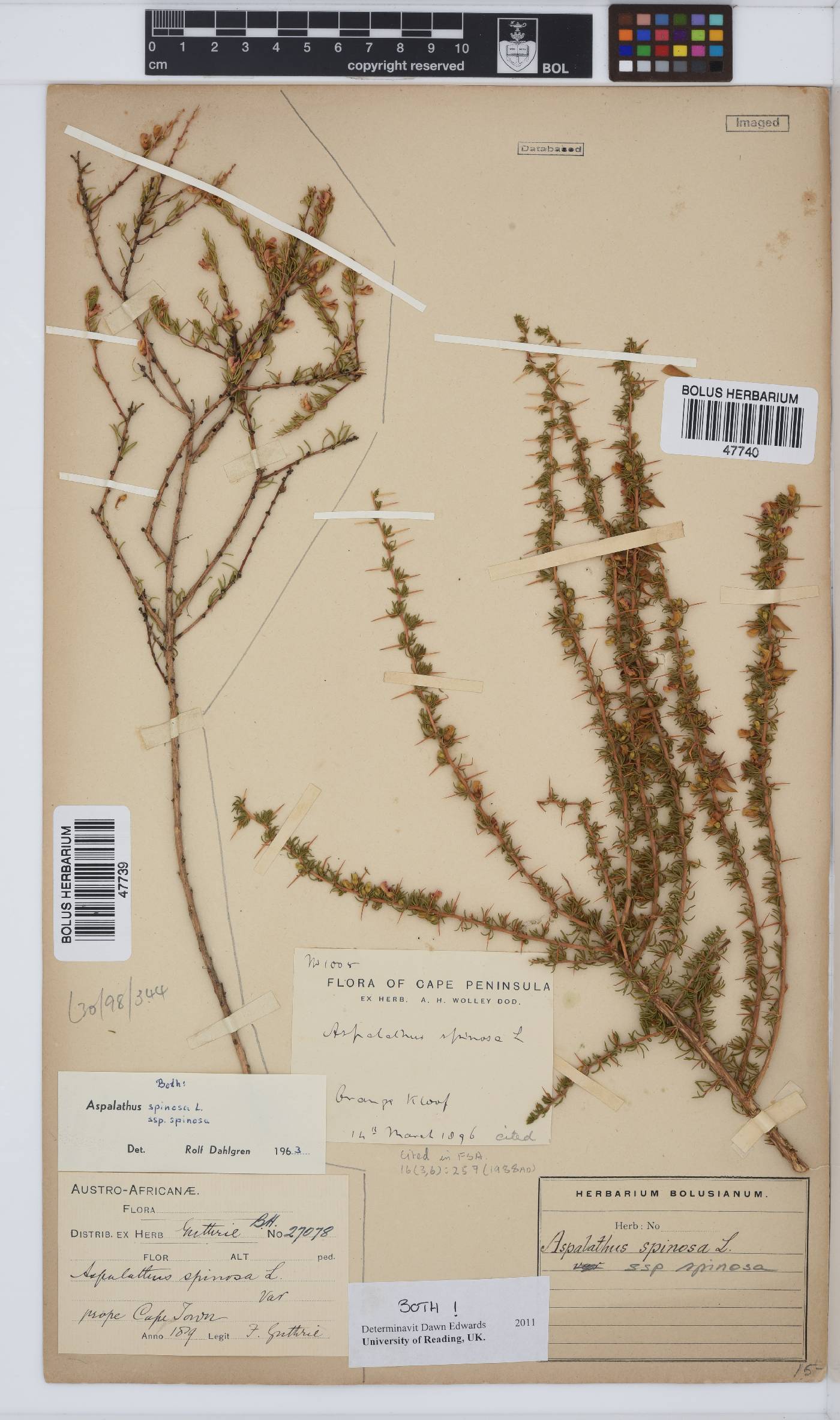 Aspalathus spinosa image