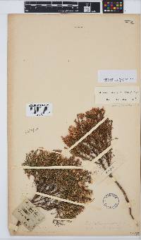 Aspalathus variegata image