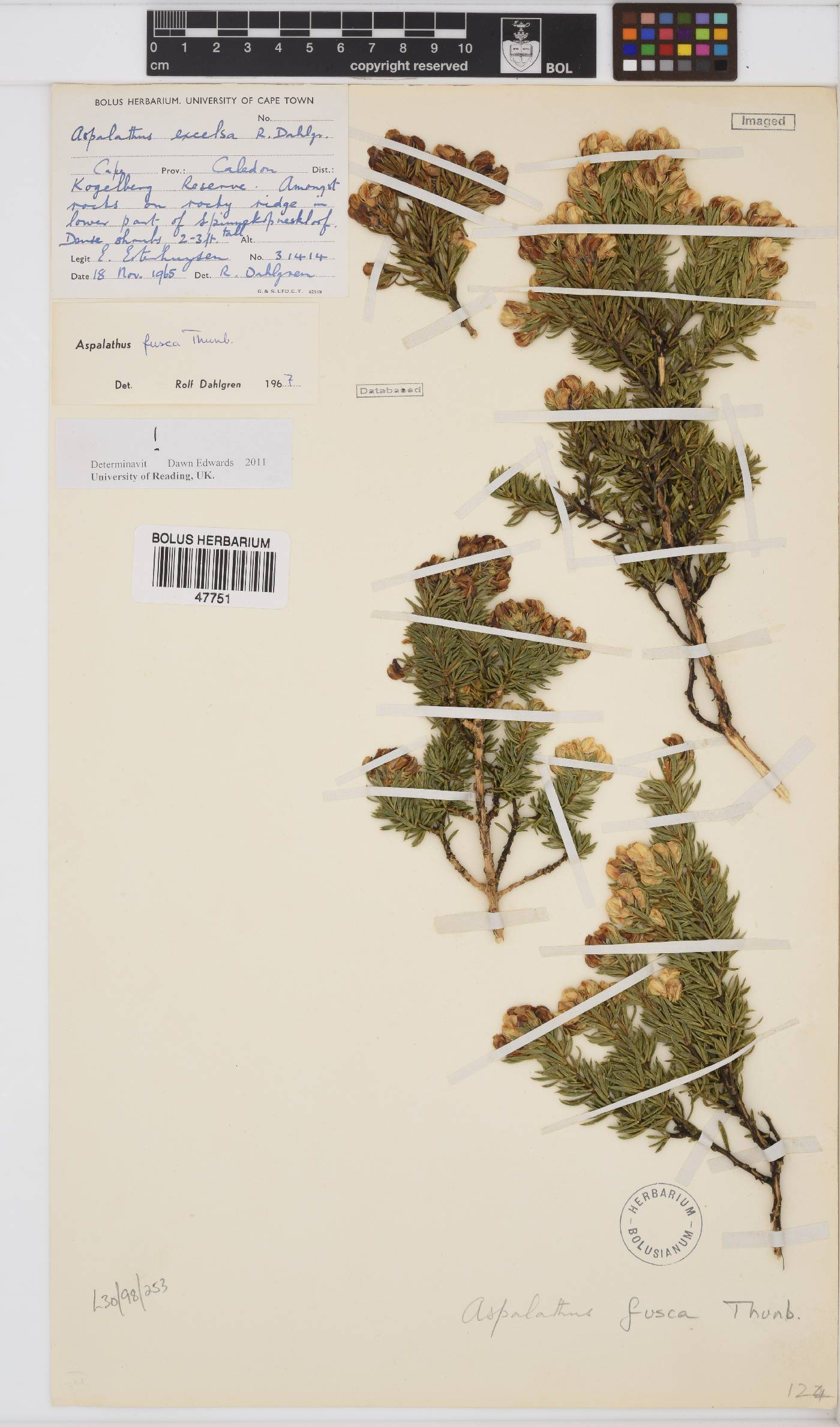 Aspalathus fusca image
