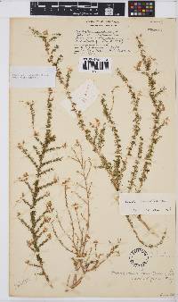 Aspalathus corrudifolia image