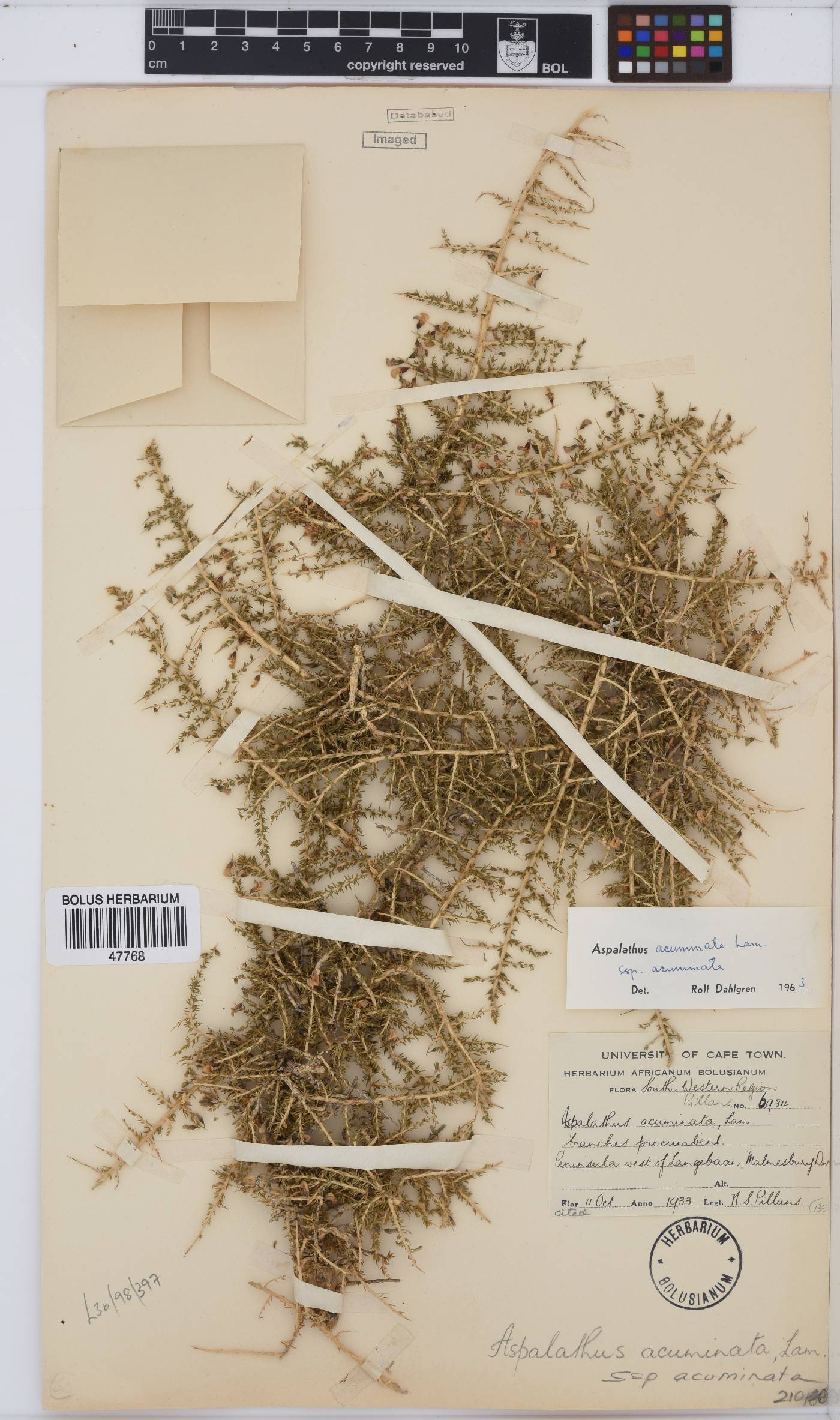 Aspalathus acuminata image