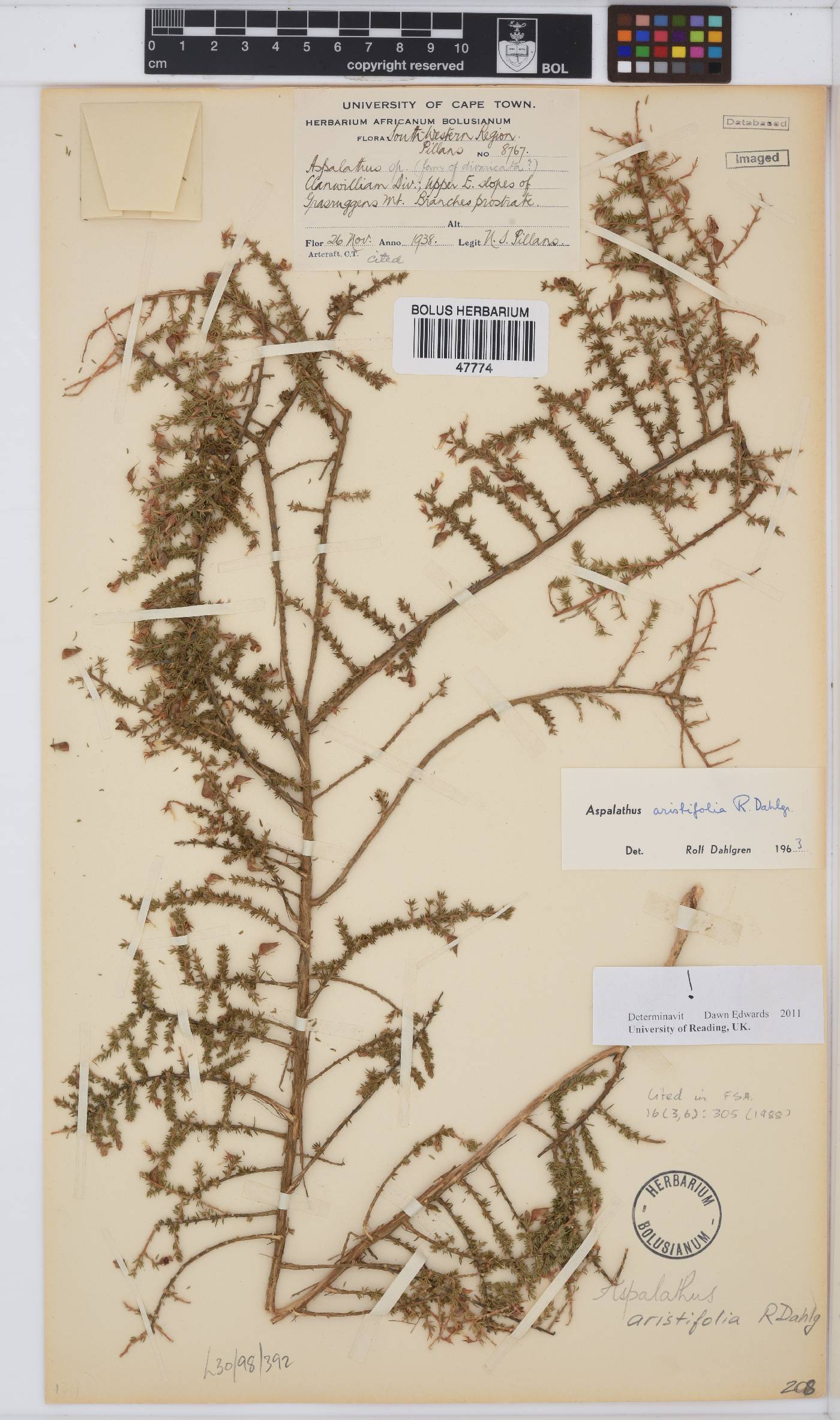 Aspalathus aristifolia image