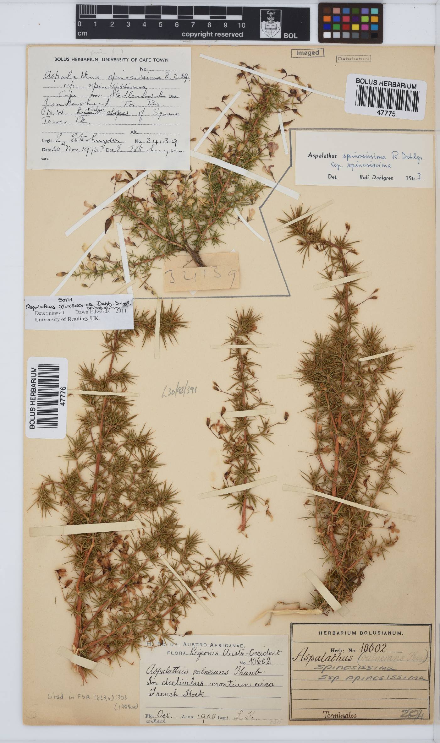 Aspalathus spinosissima image