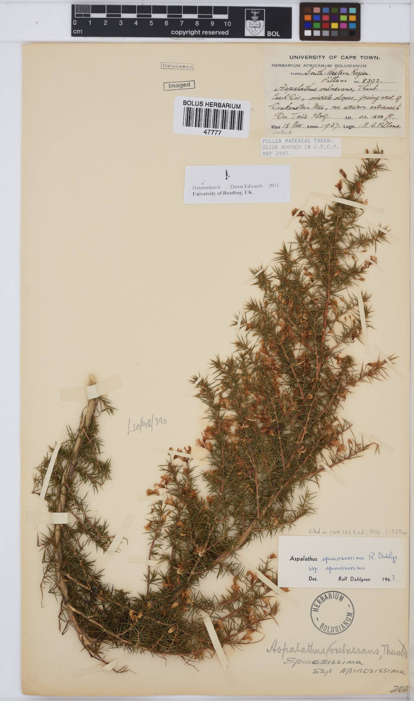 Aspalathus spinosissima image