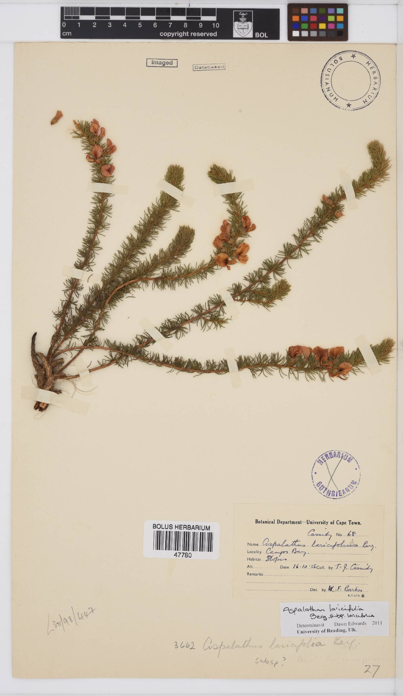 Aspalathus laricifolia subsp. laricifolia image