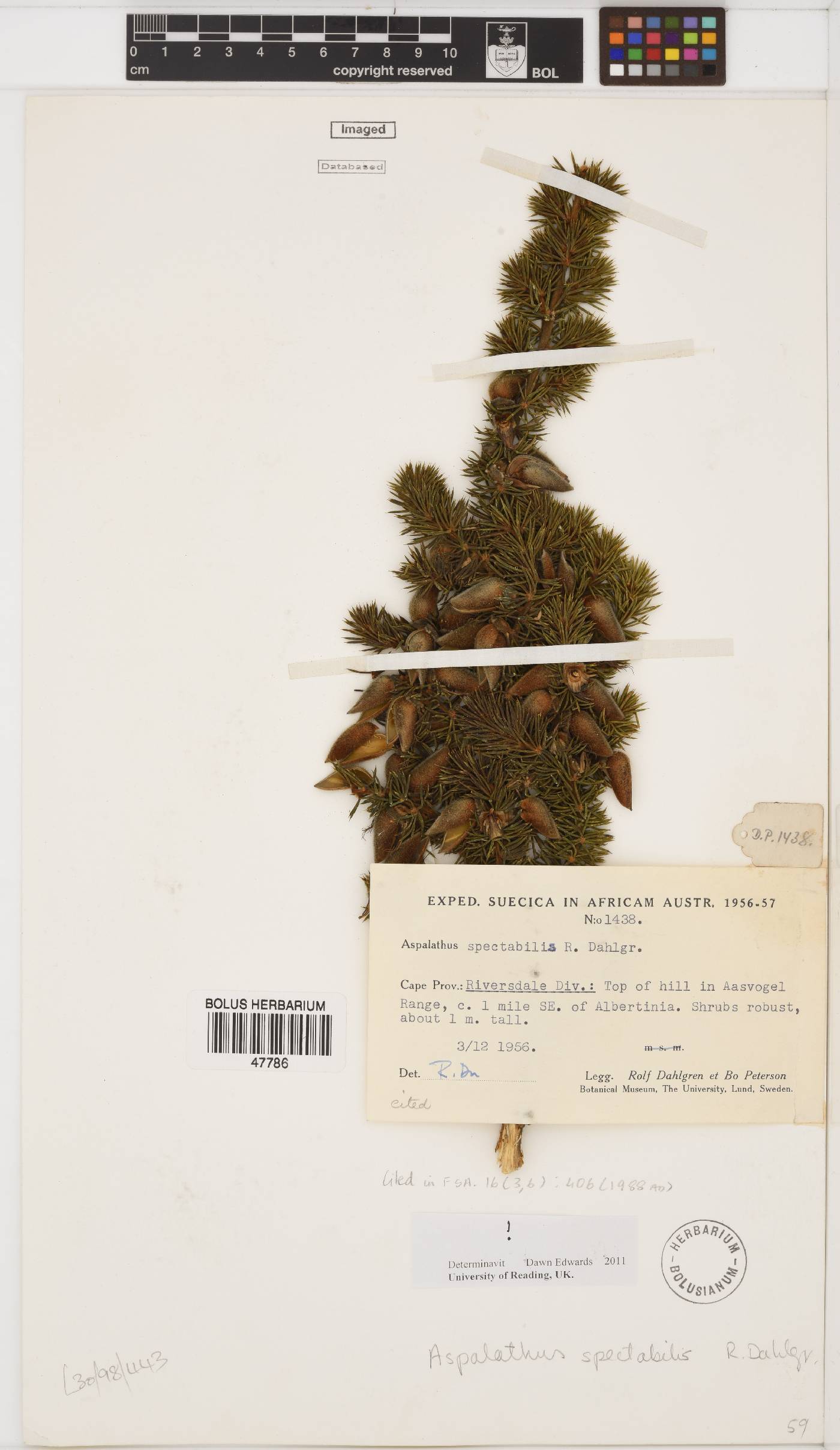 Aspalathus spectabilis image