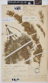 Aspalathus florifera image