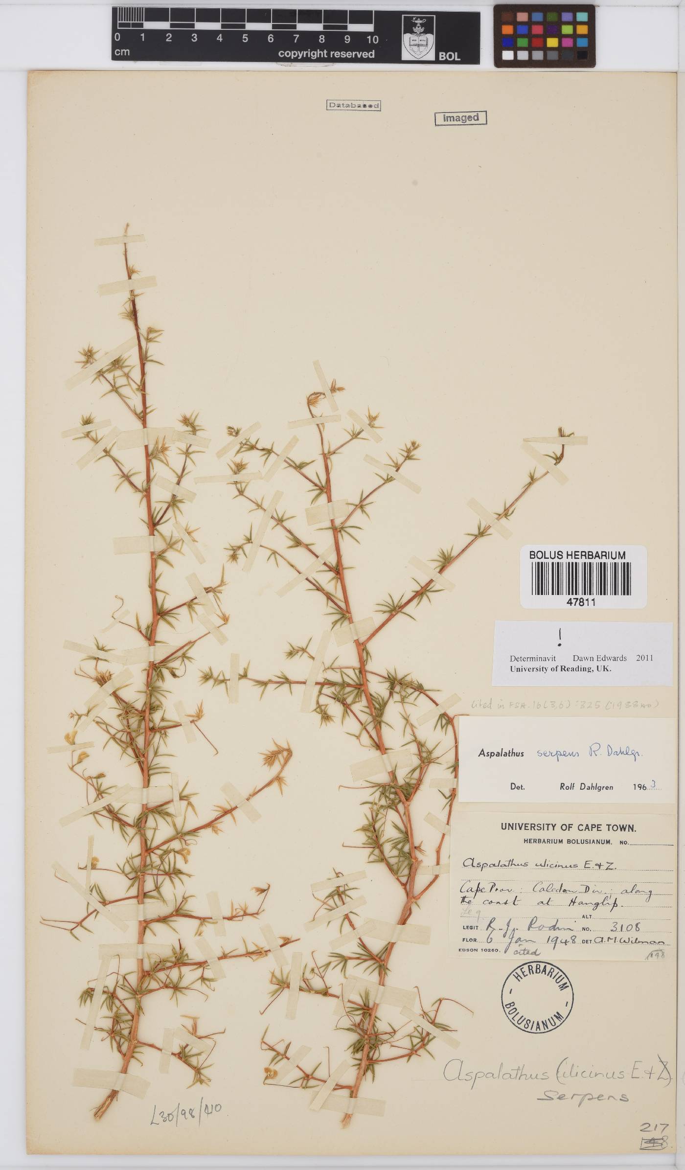 Aspalathus serpens image