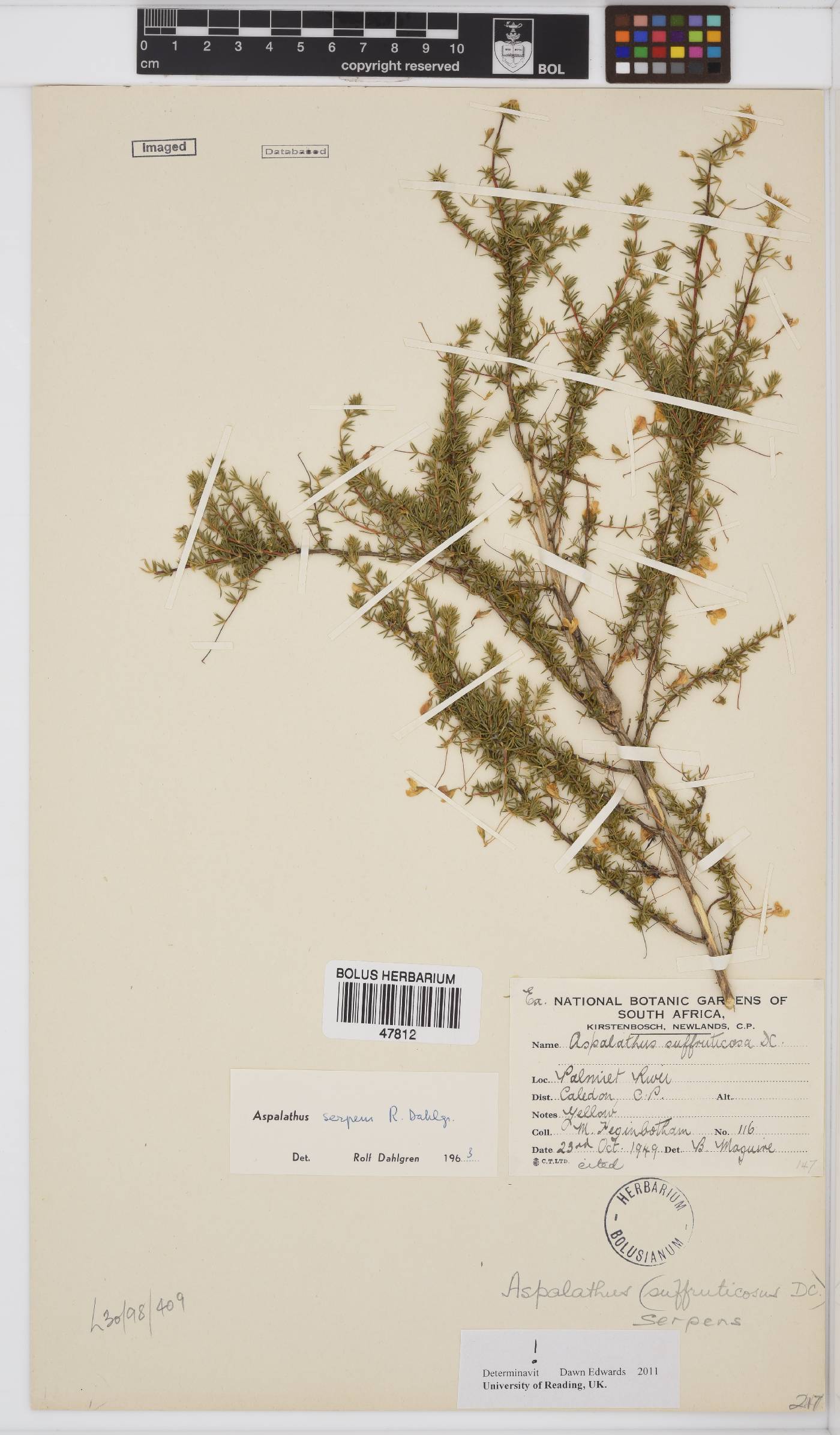 Aspalathus serpens image