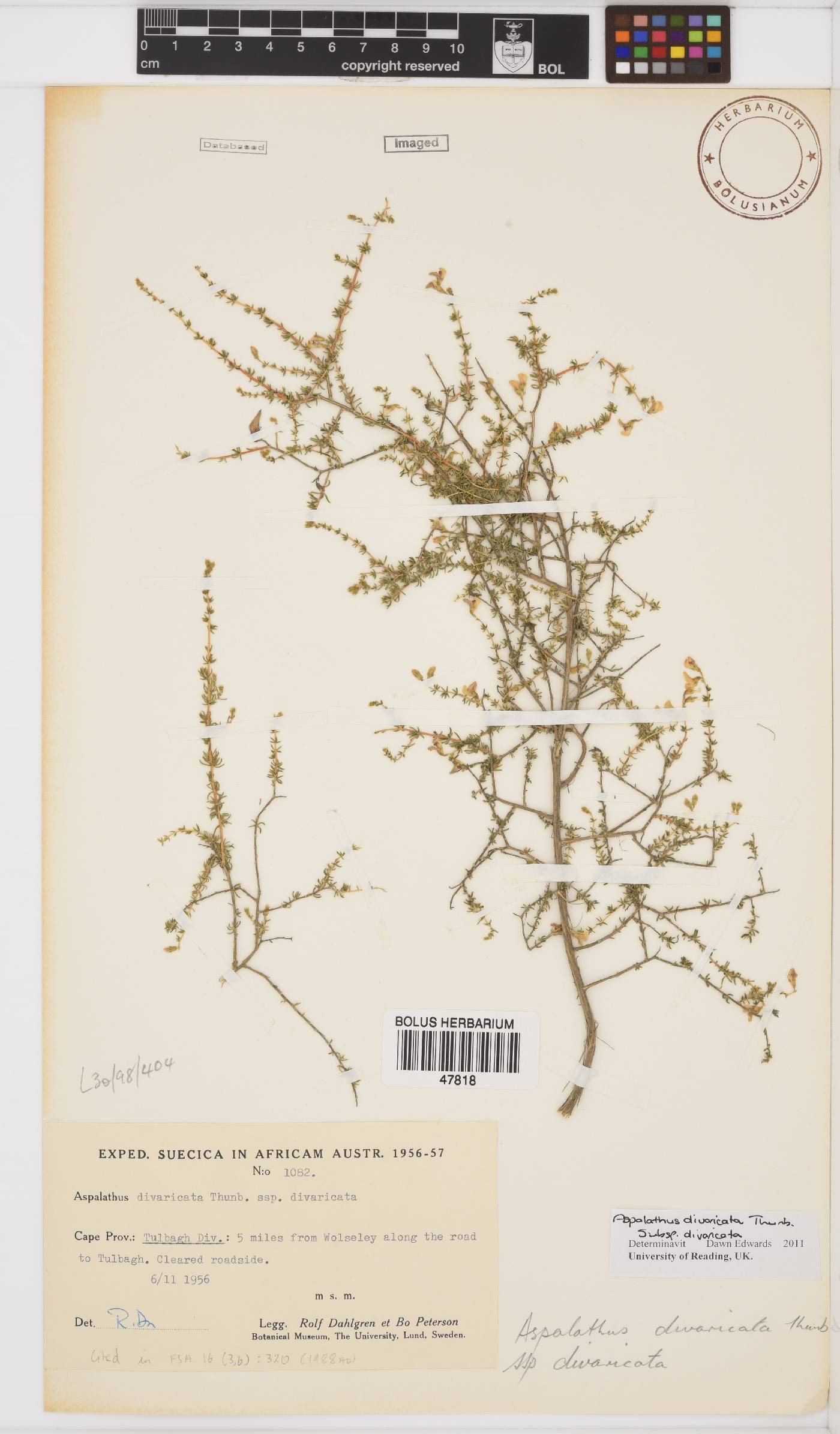 Aspalathus divaricata image