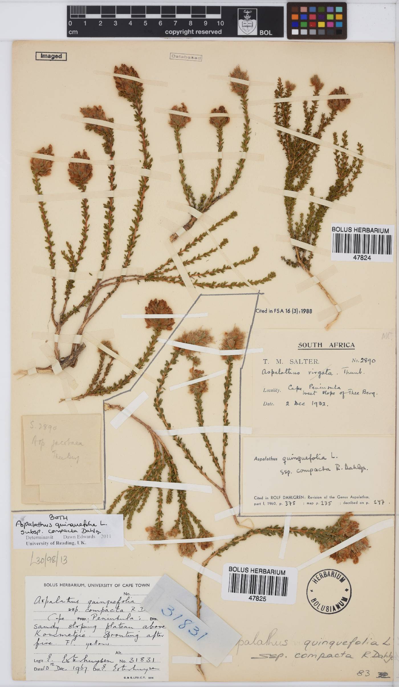 Aspalathus quinquefolia subsp. compacta image