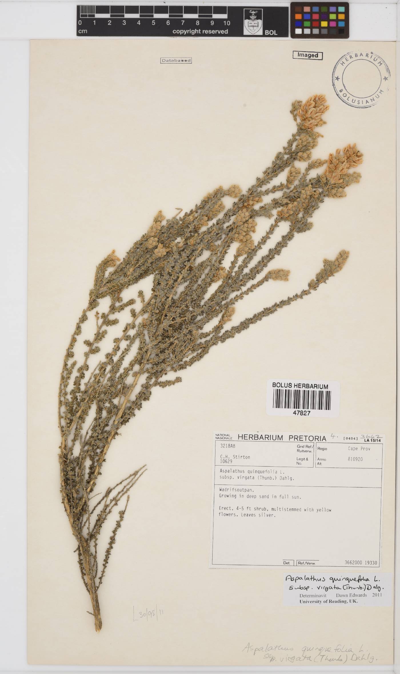 Aspalathus quinquefolia image