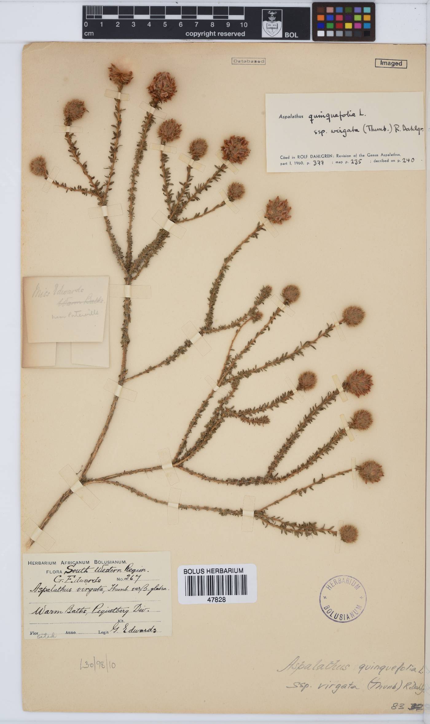 Aspalathus quinquefolia subsp. virgata image
