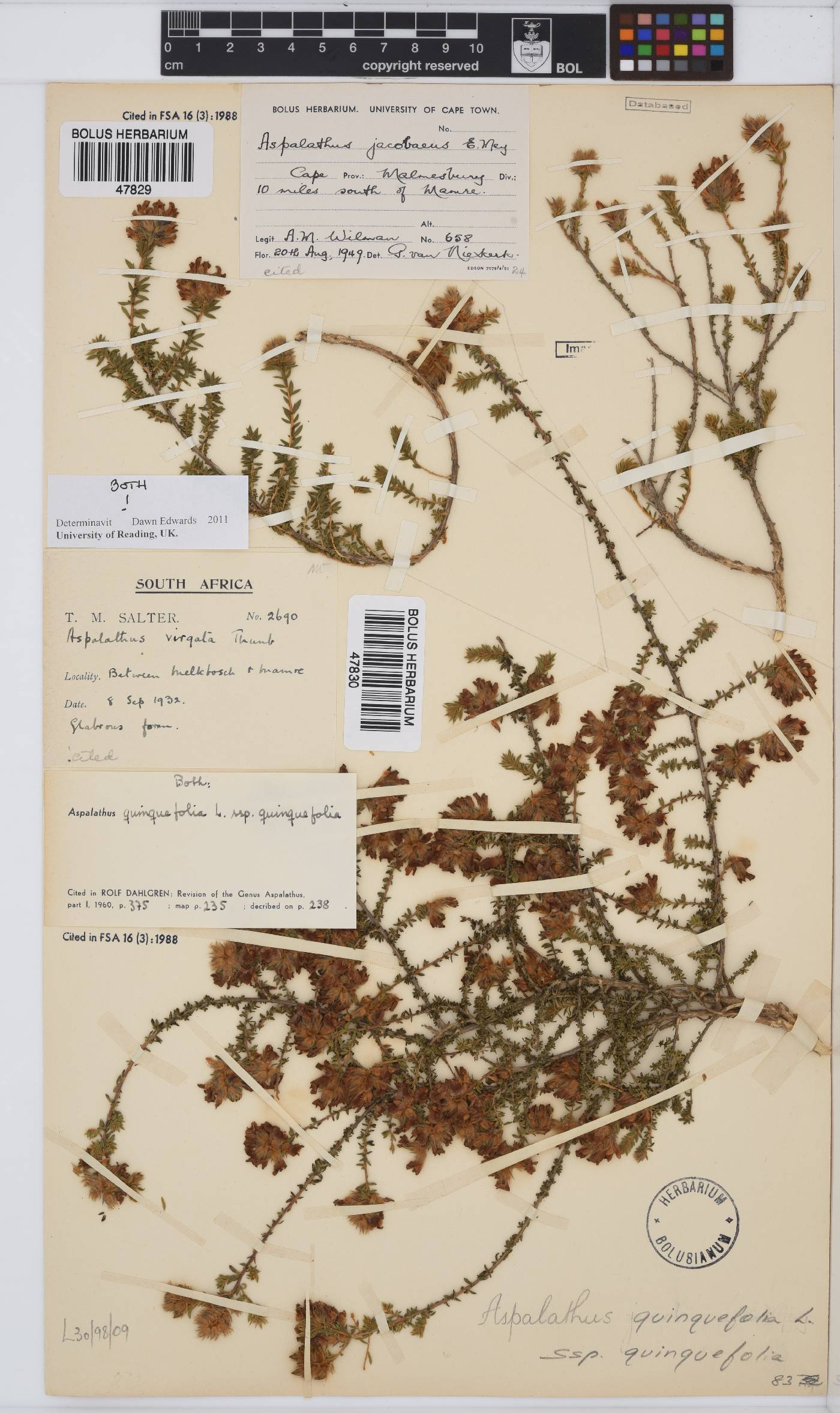 Aspalathus quinquefolia subsp. quinquefolia image
