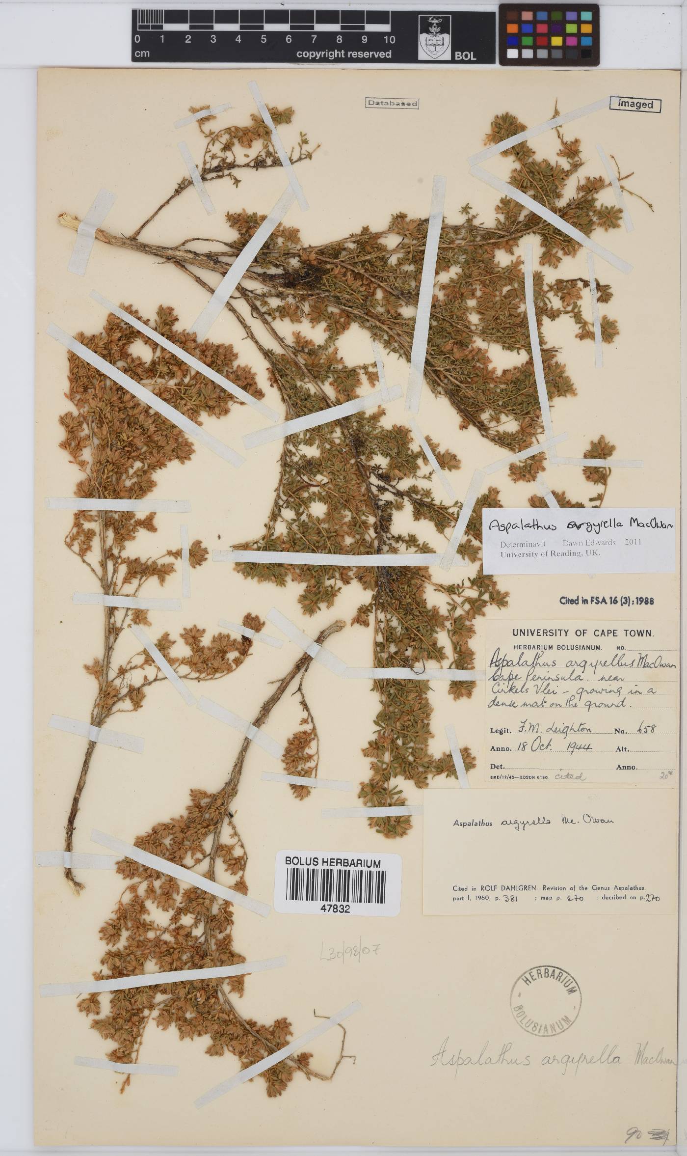 Aspalathus argyrella image