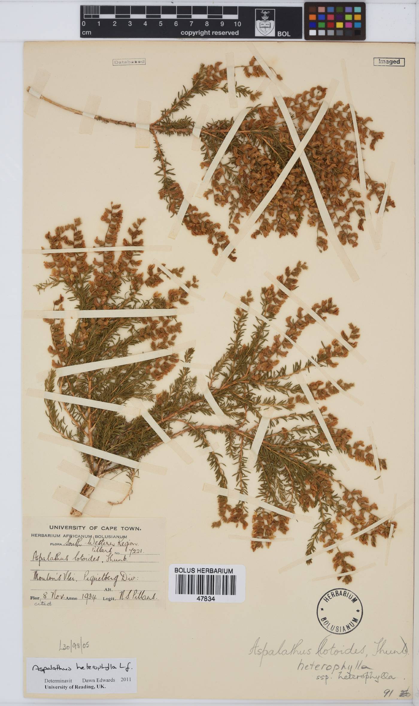 Aspalathus heterophylla image