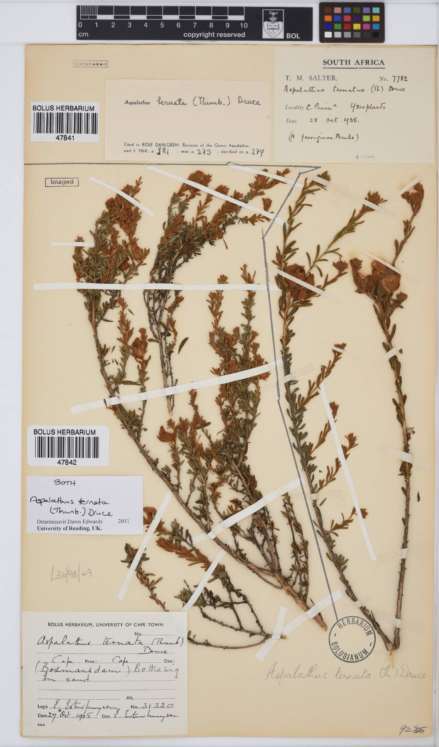 Aspalathus ternata image