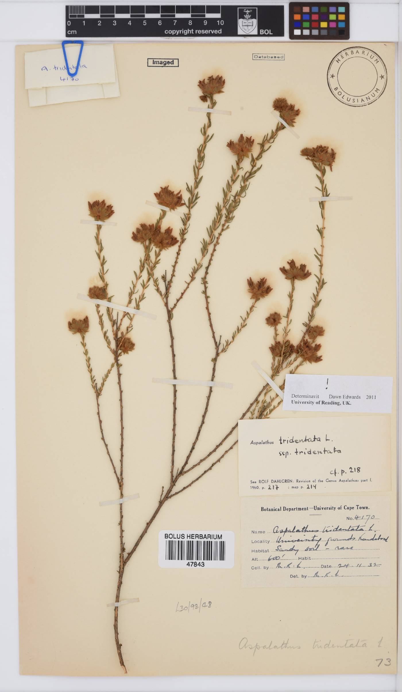 Aspalathus tridentata image