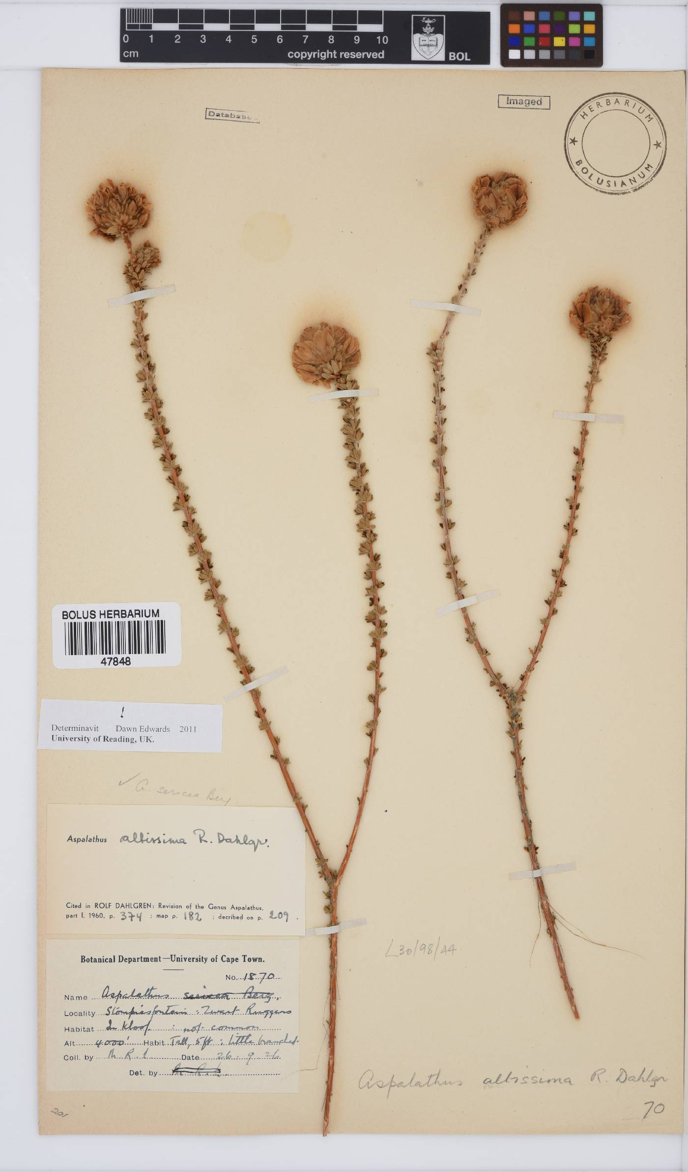 Aspalathus altissima image