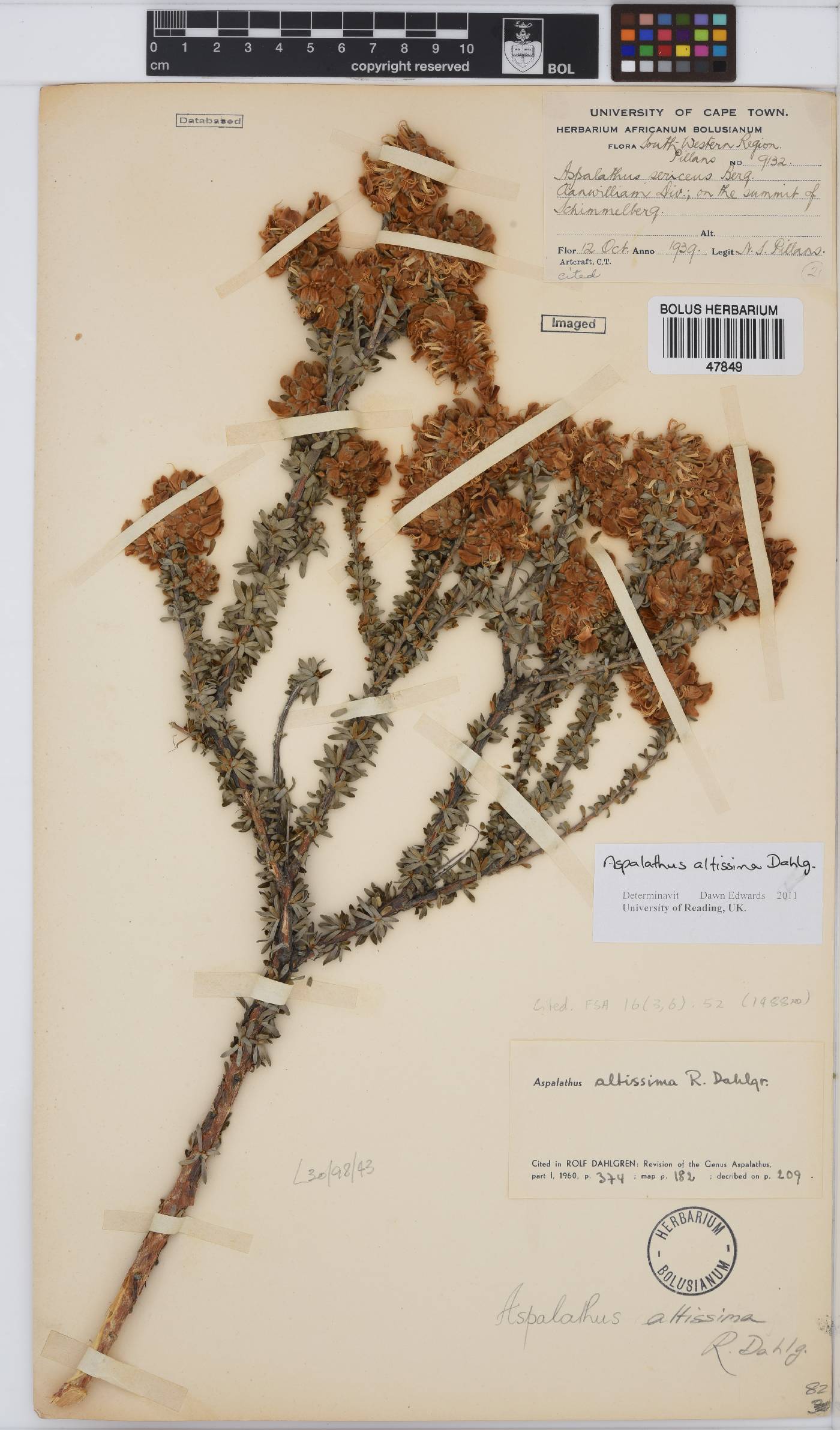 Aspalathus altissima image