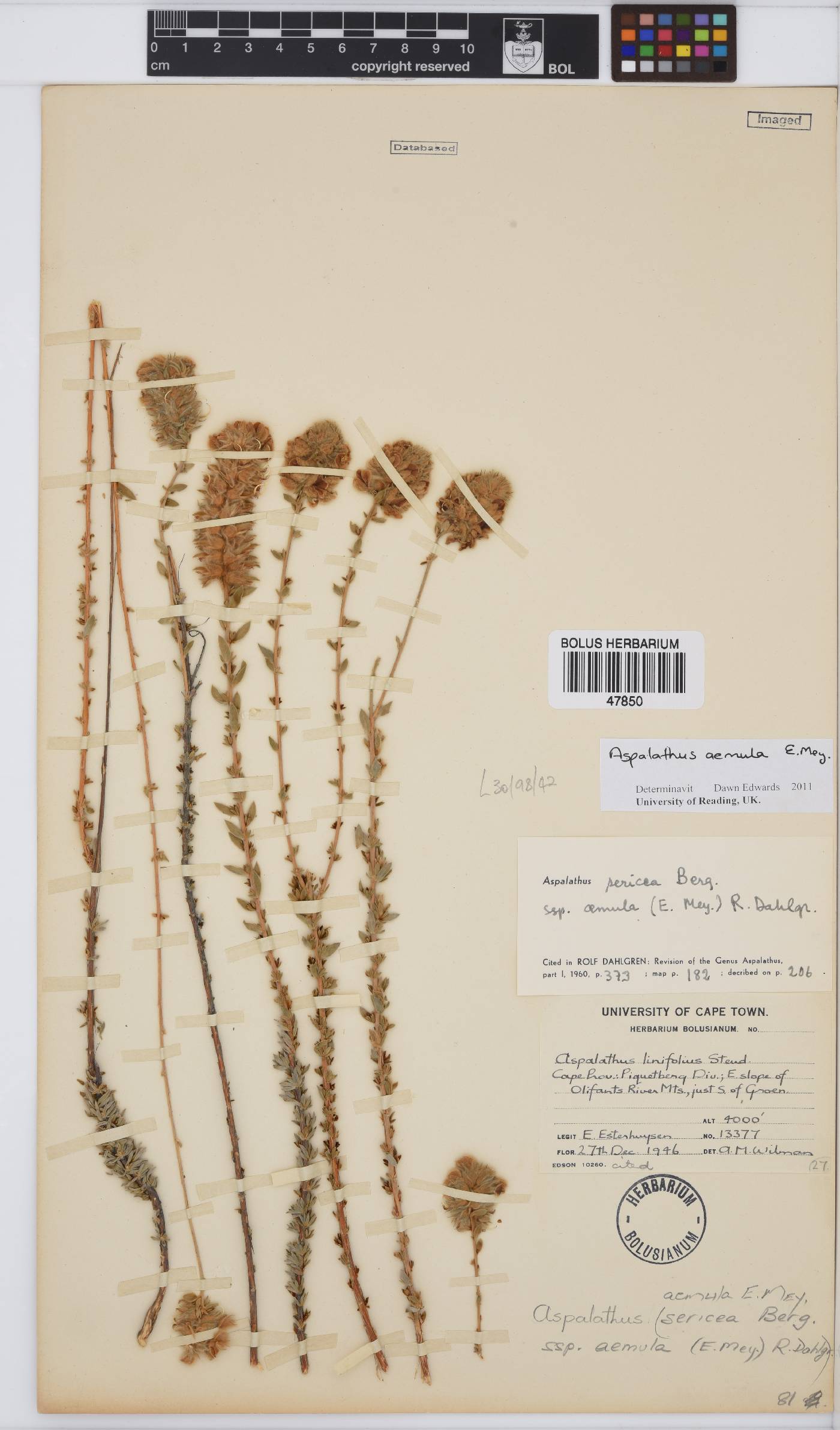 Aspalathus aemula image