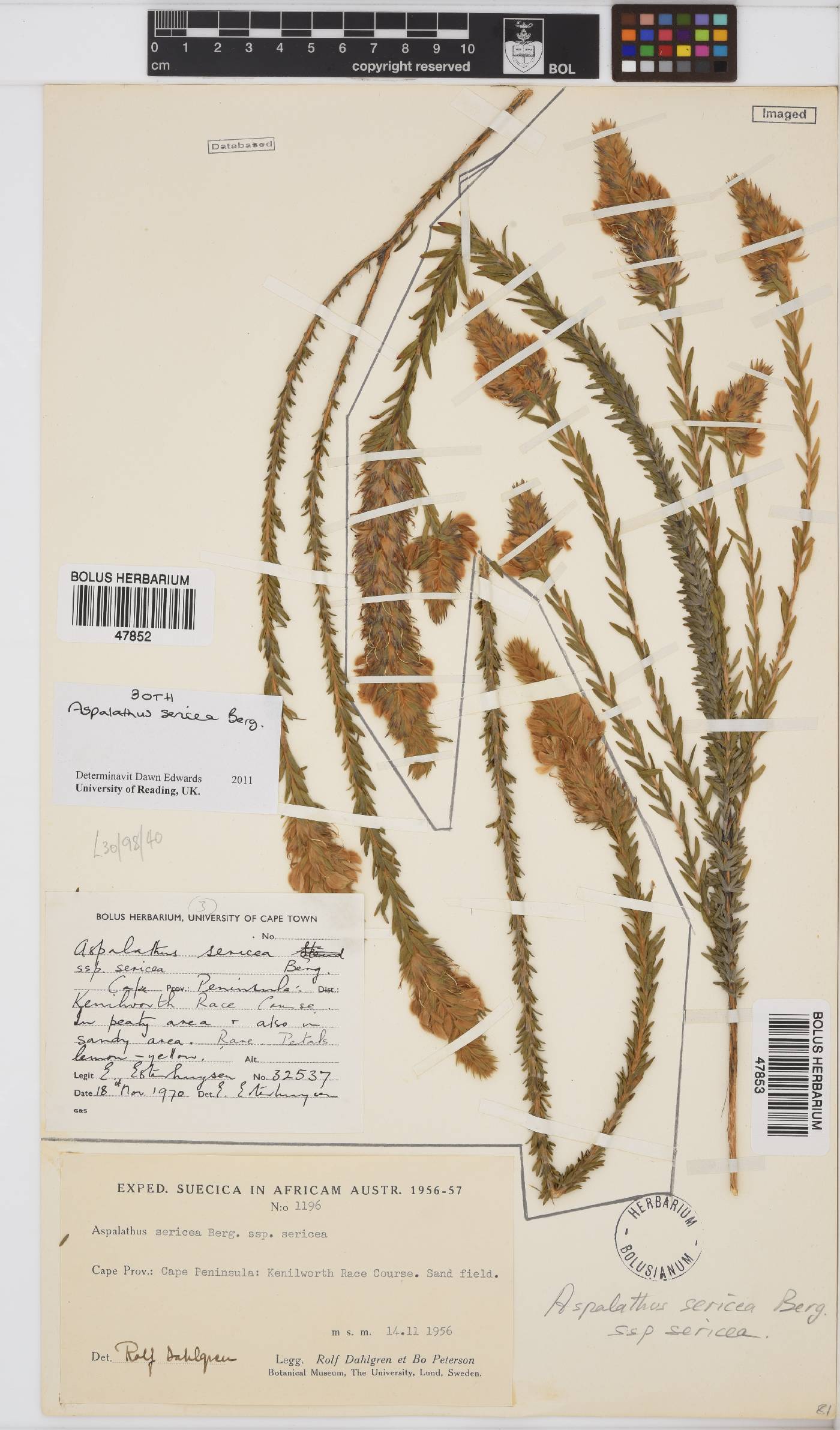 Aspalathus sericea image