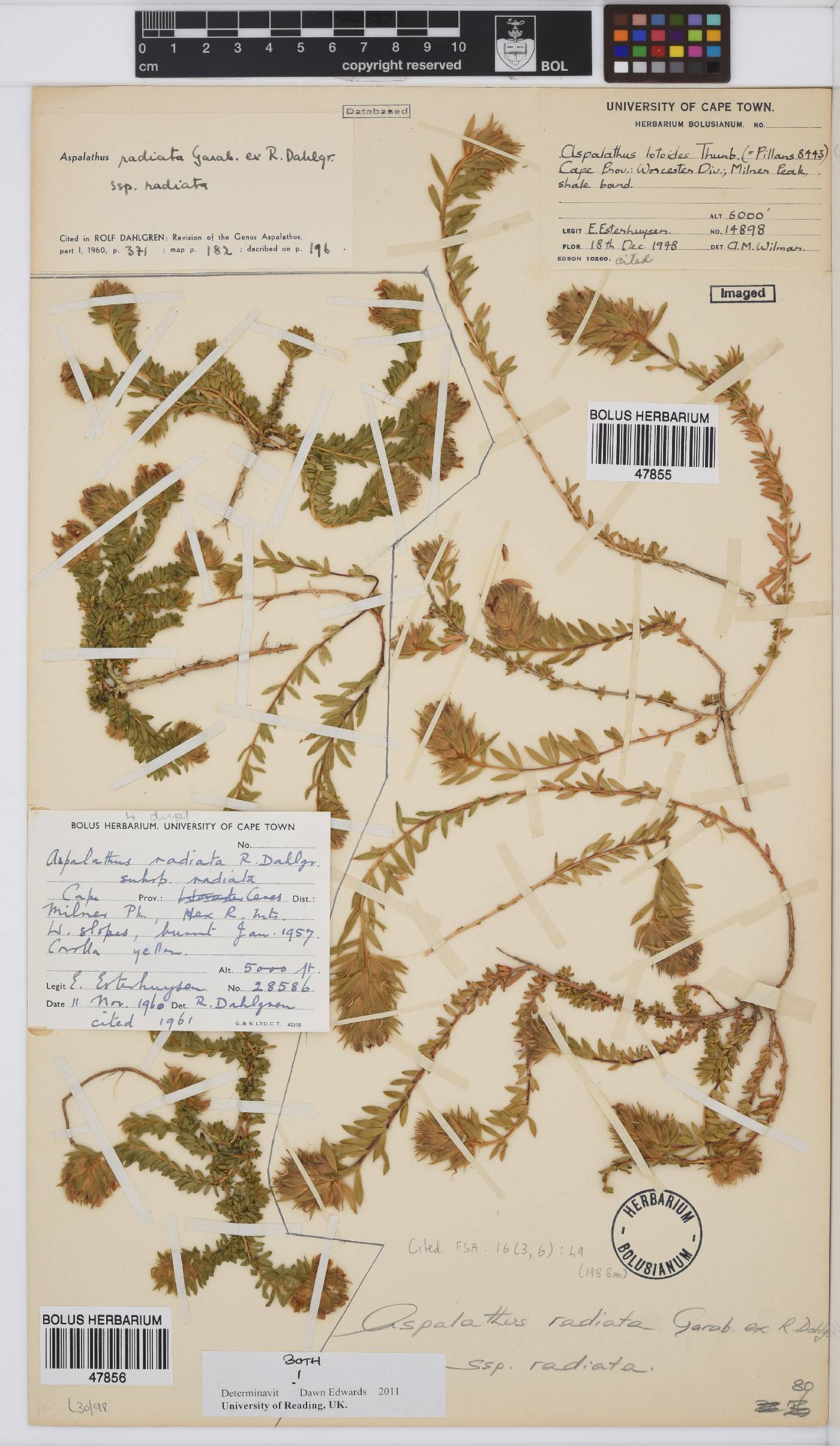 Aspalathus radiata subsp. radiata image