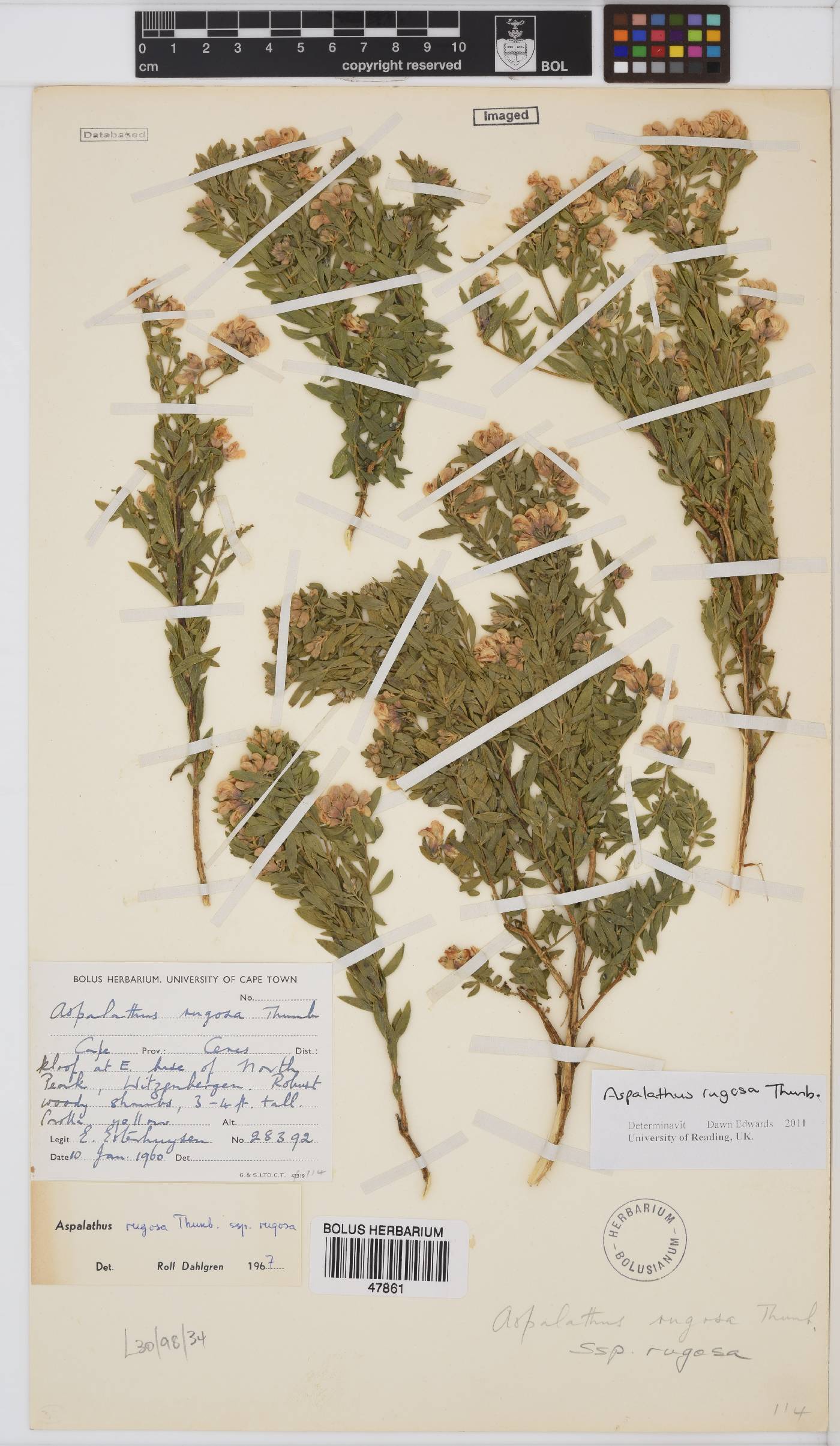 Aspalathus rugosa image