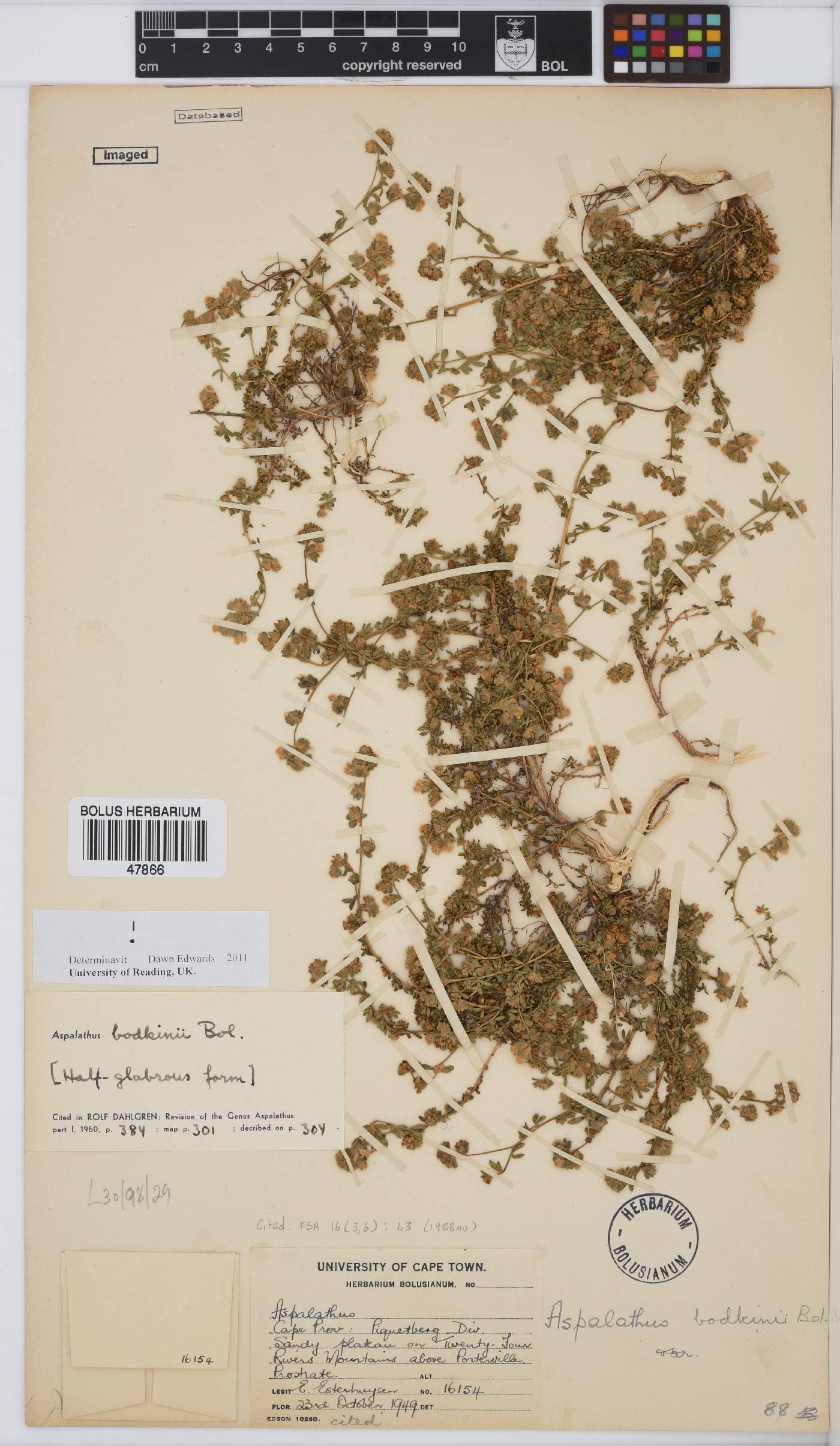 Aspalathus bodkinii image