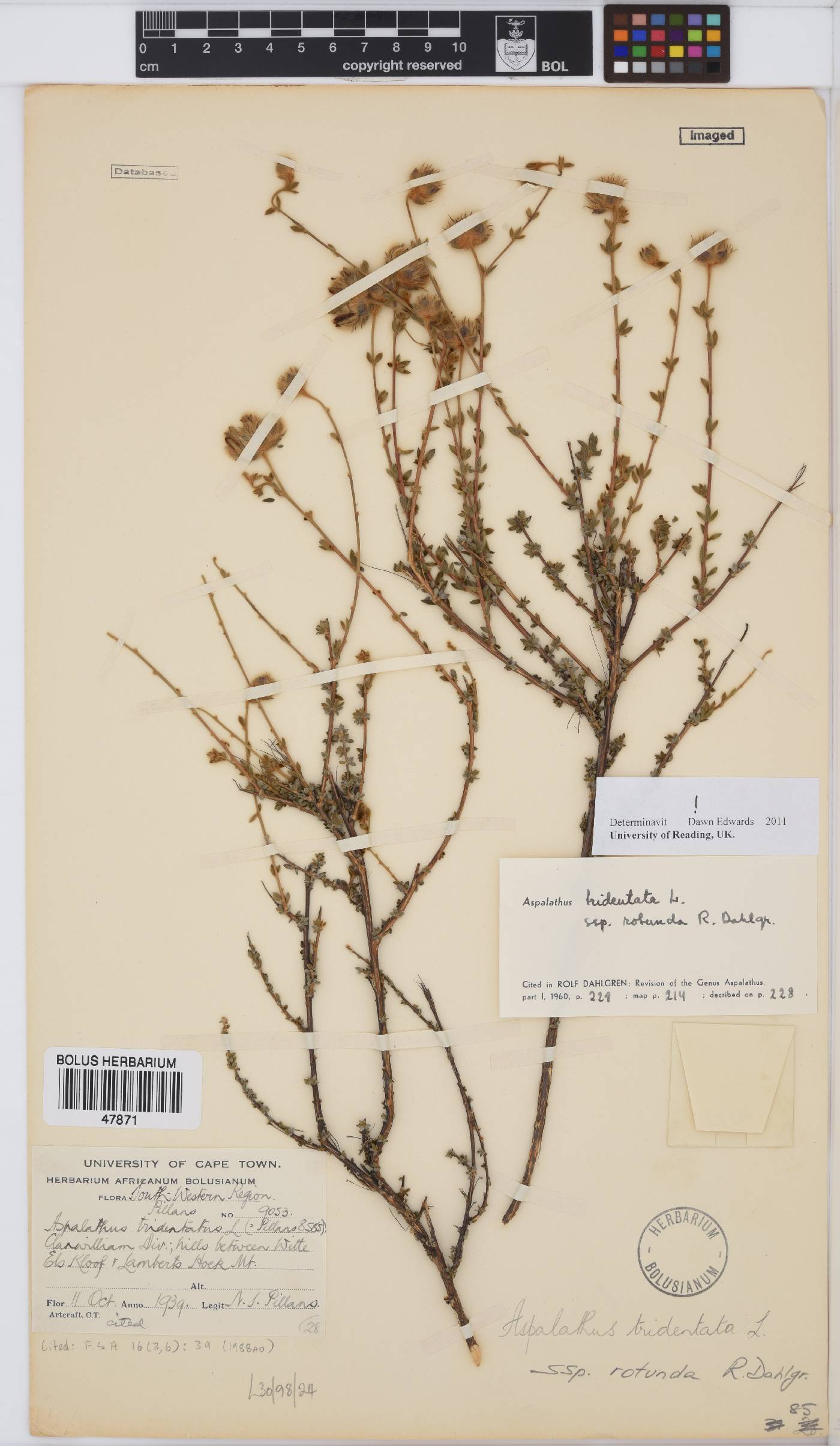 Aspalathus tridentata subsp. rotunda image