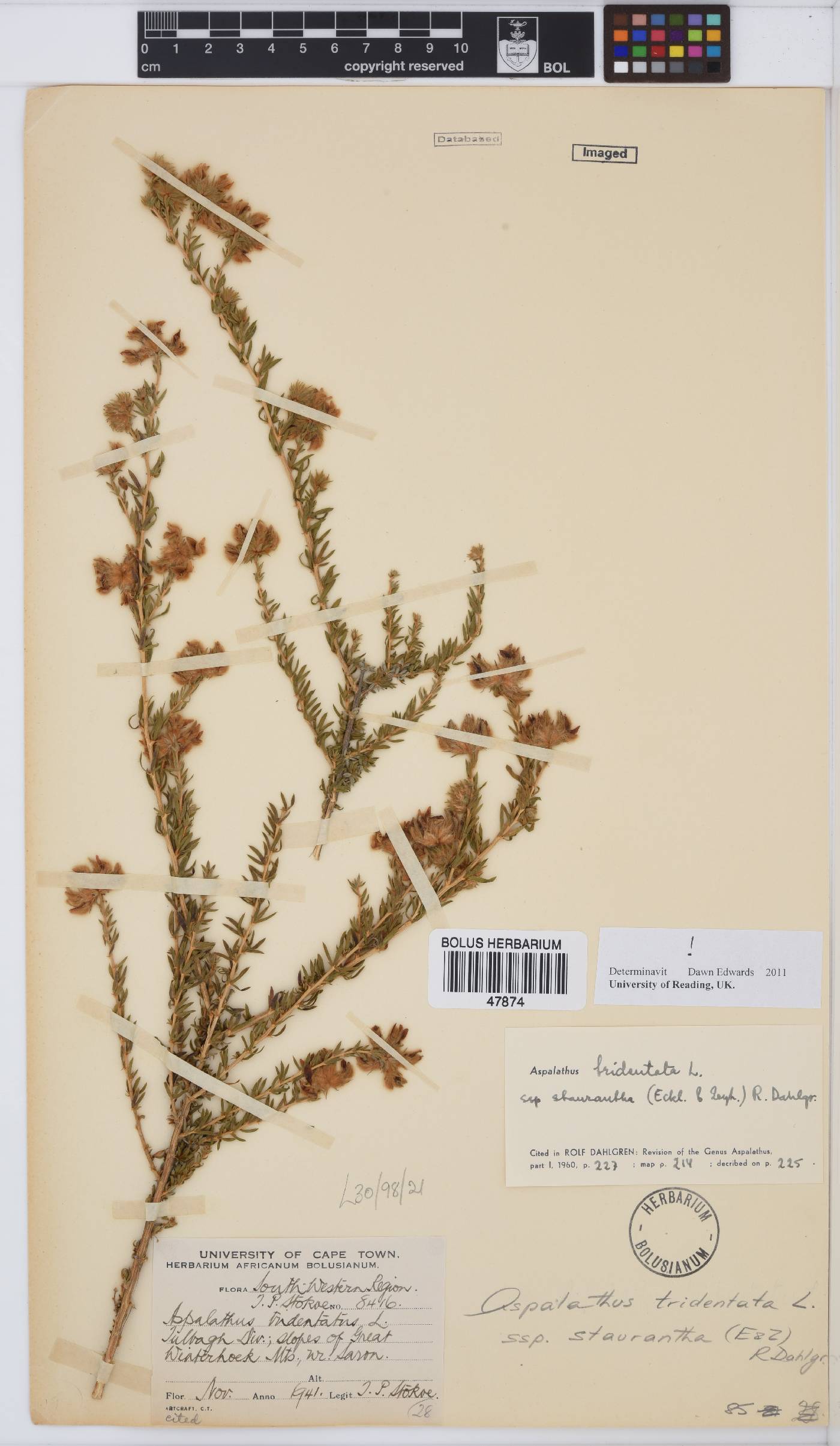 Aspalathus tridentata subsp. staurantha image