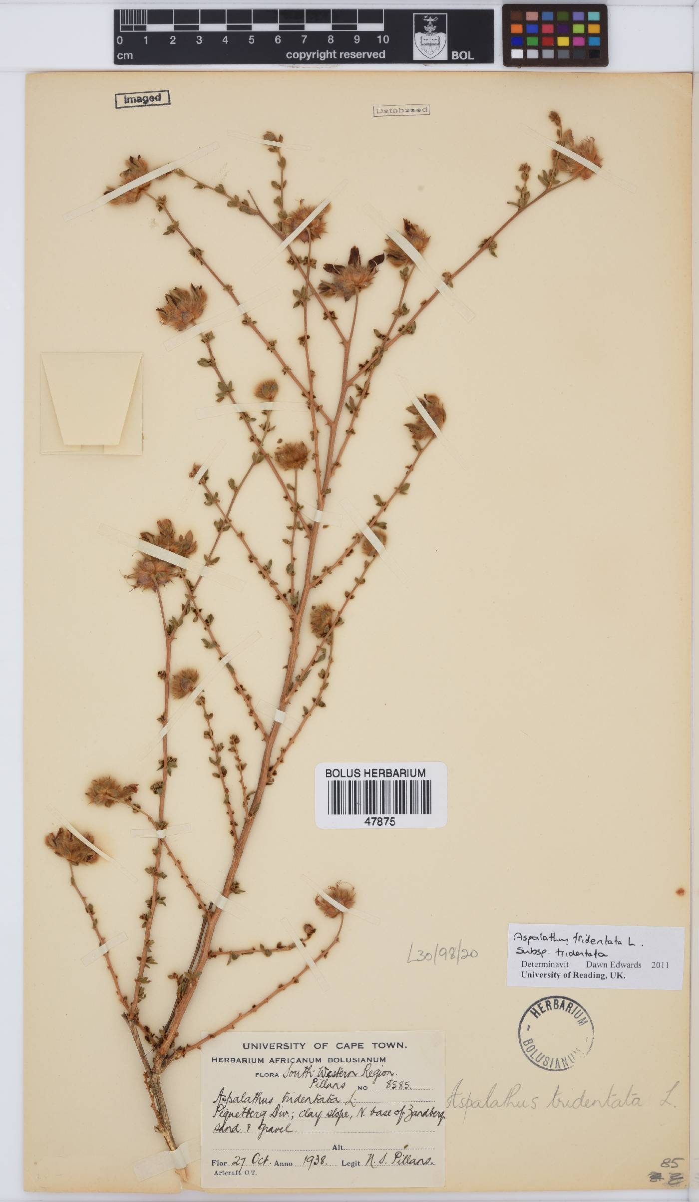 Aspalathus tridentata image