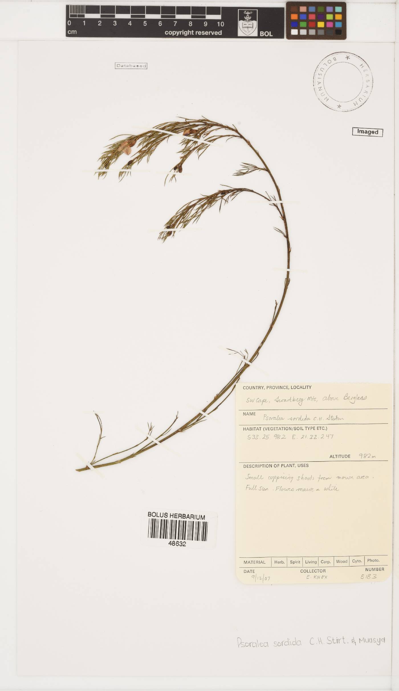 Psoralea sordida image