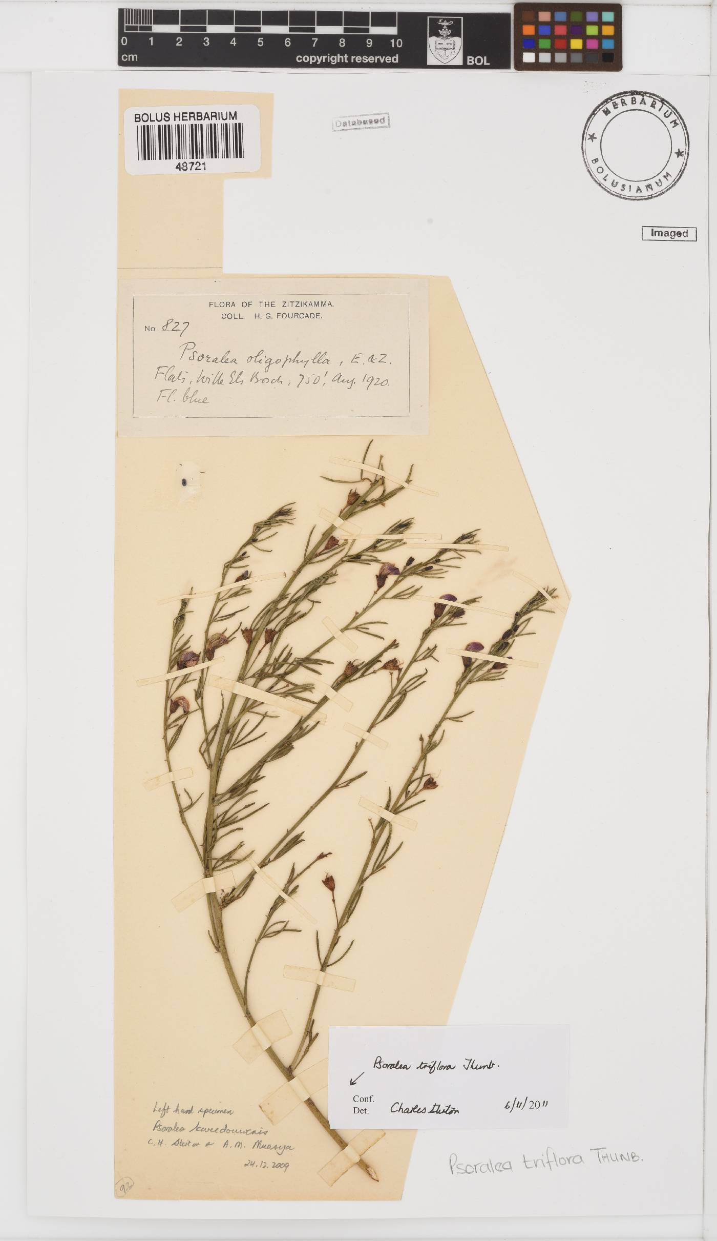Psoralea triflora image