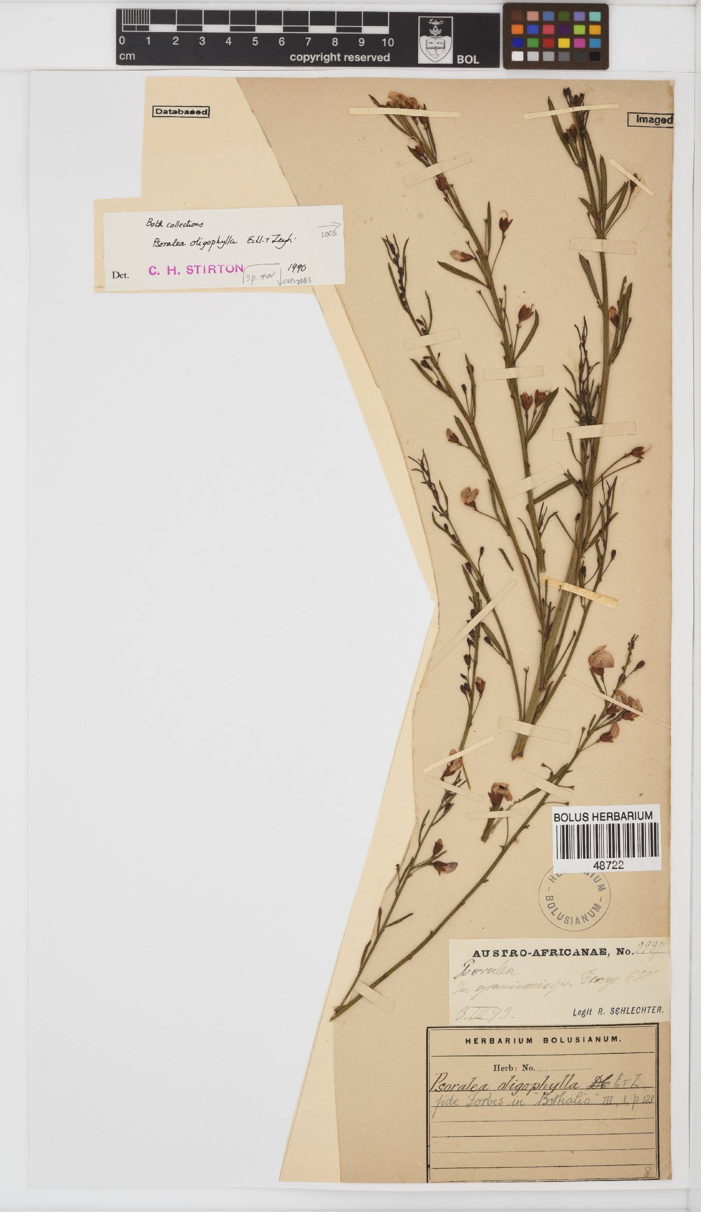Psoralea triflora image