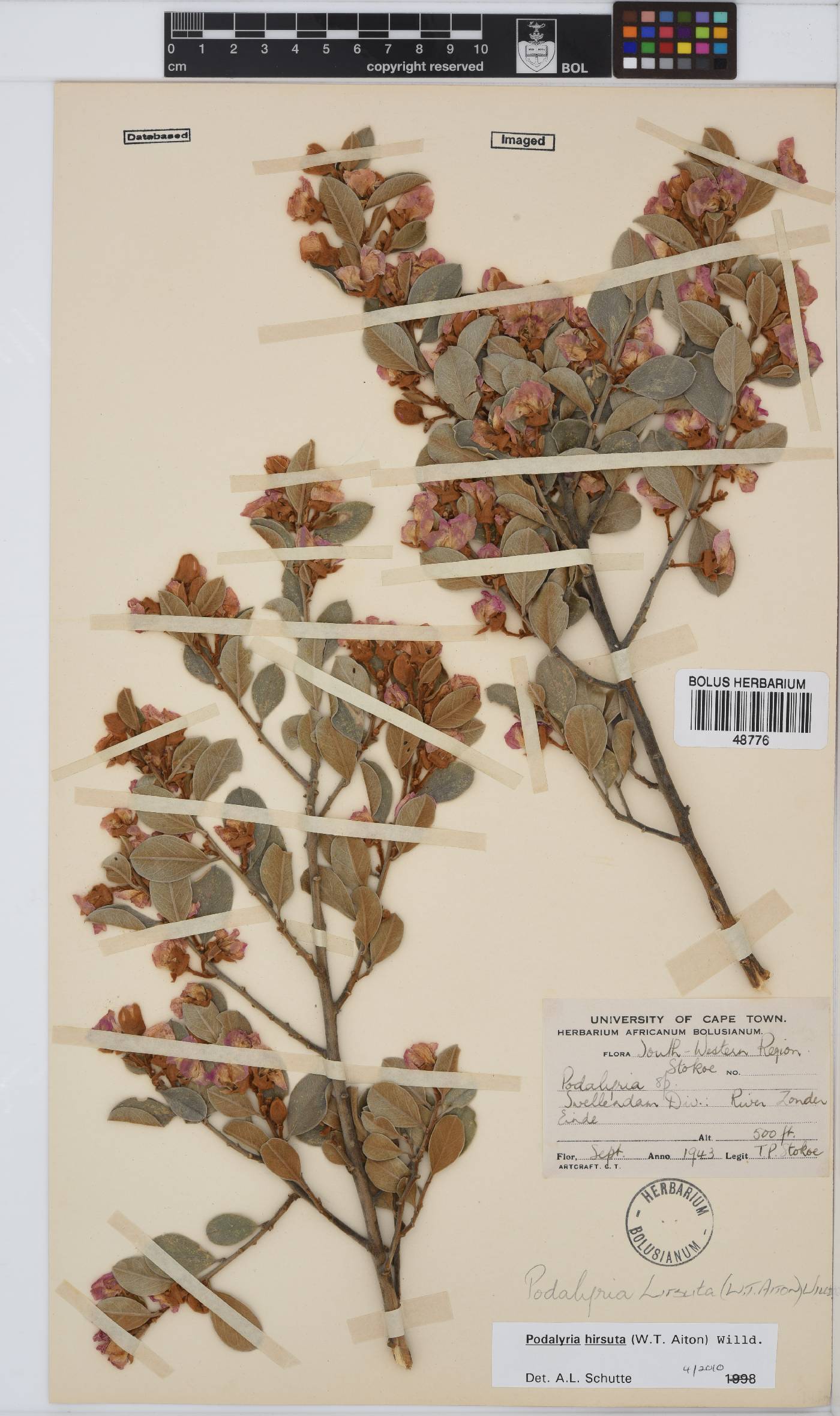 Podalyria hirsuta image