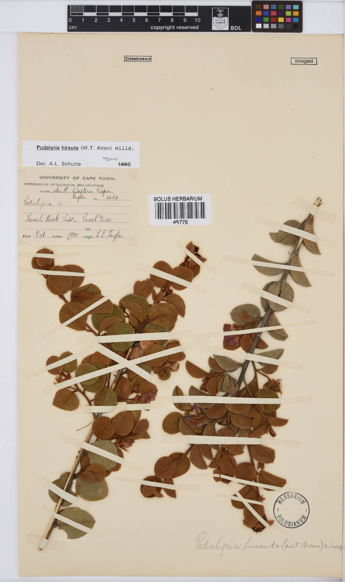 Podalyria hirsuta image
