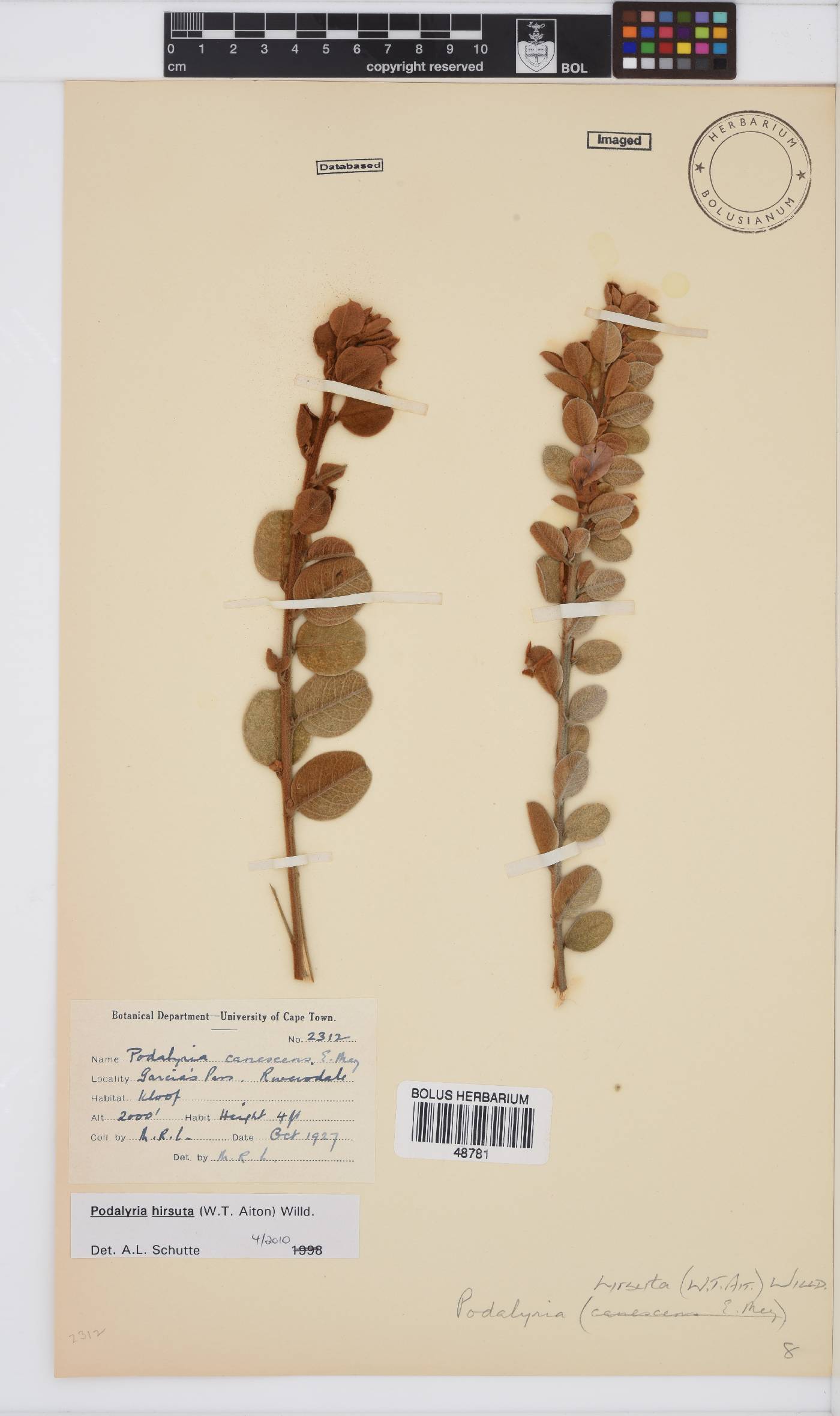 Podalyria hirsuta image