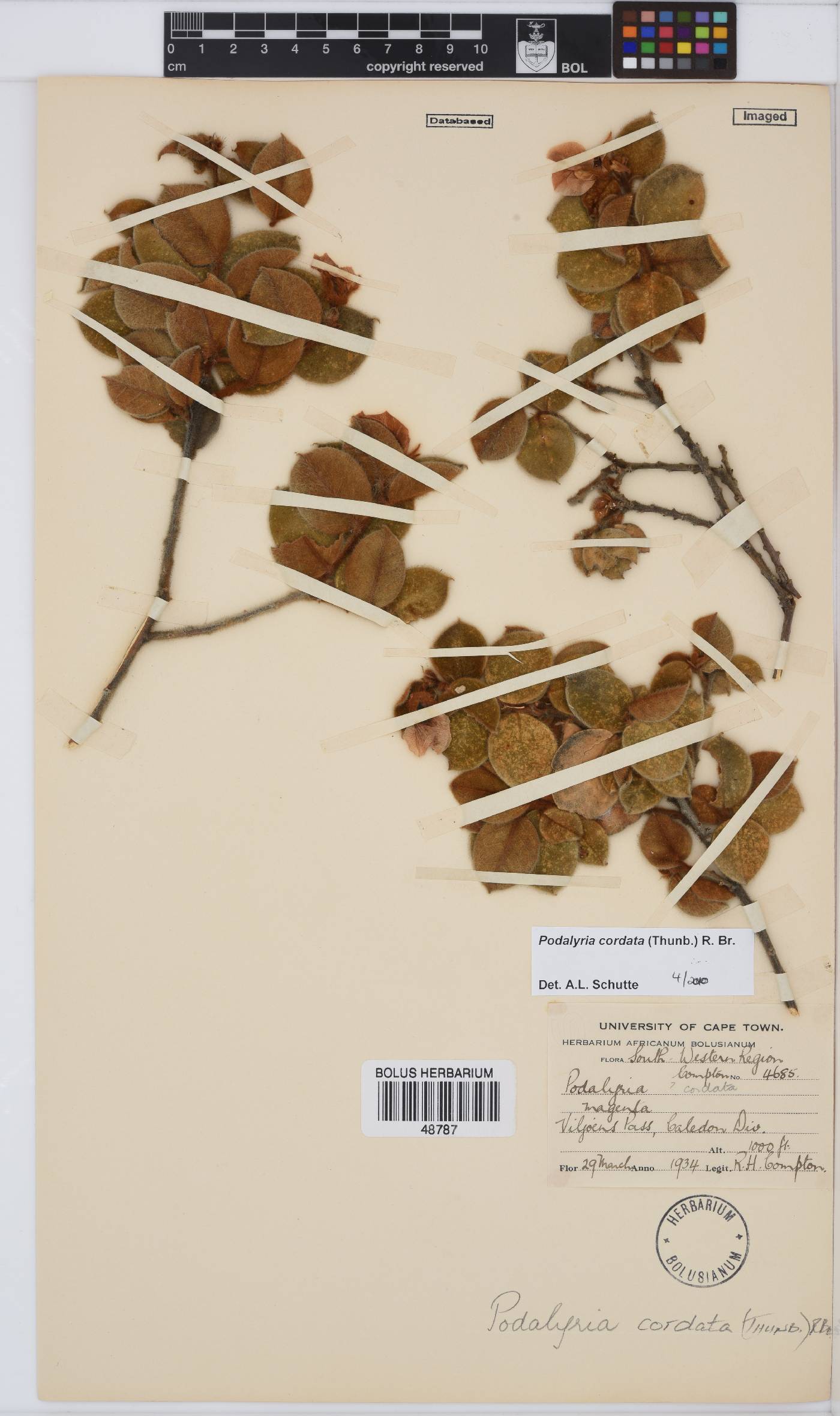 Podalyria cordata image