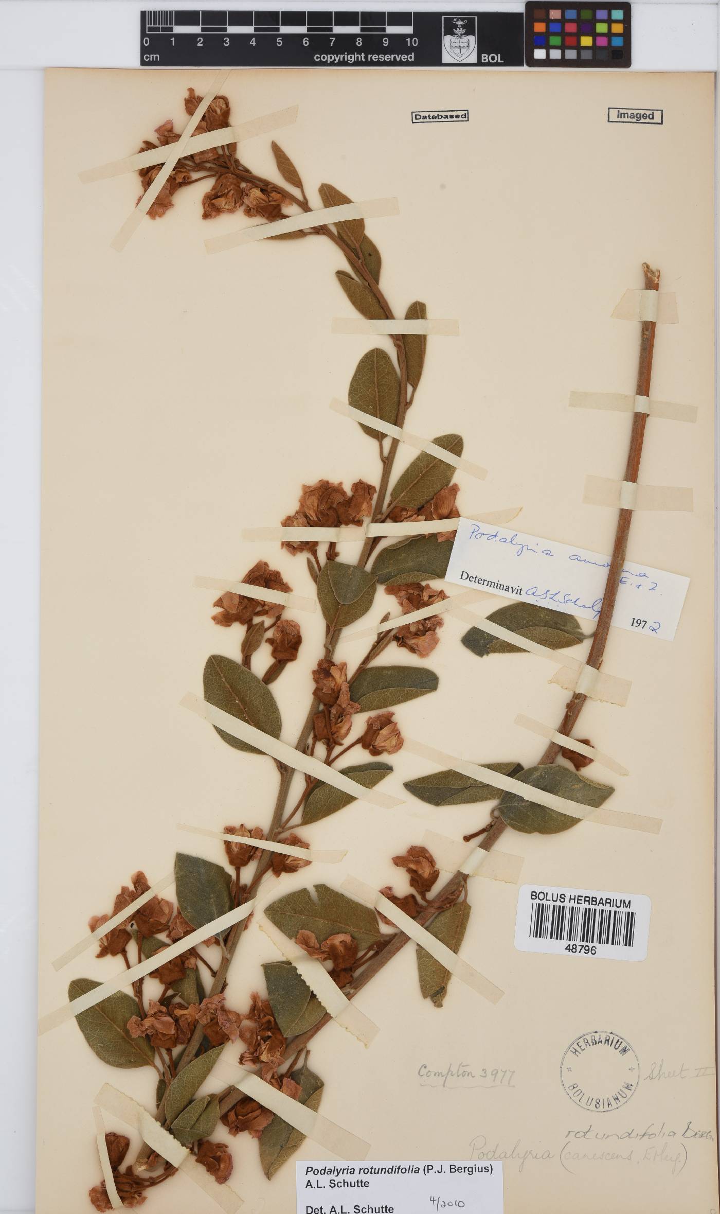 Podalyria rotundifolia image
