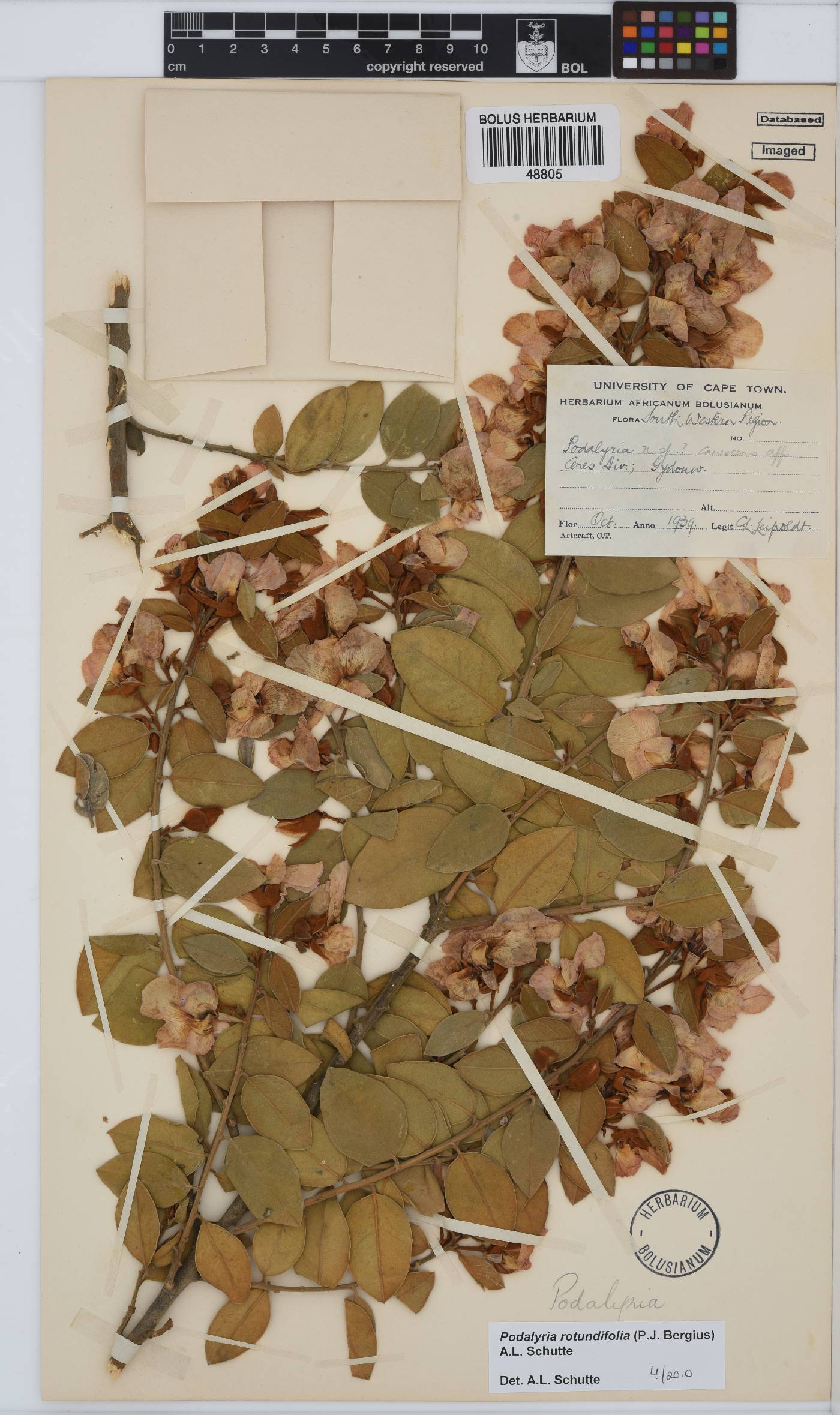 Podalyria rotundifolia image