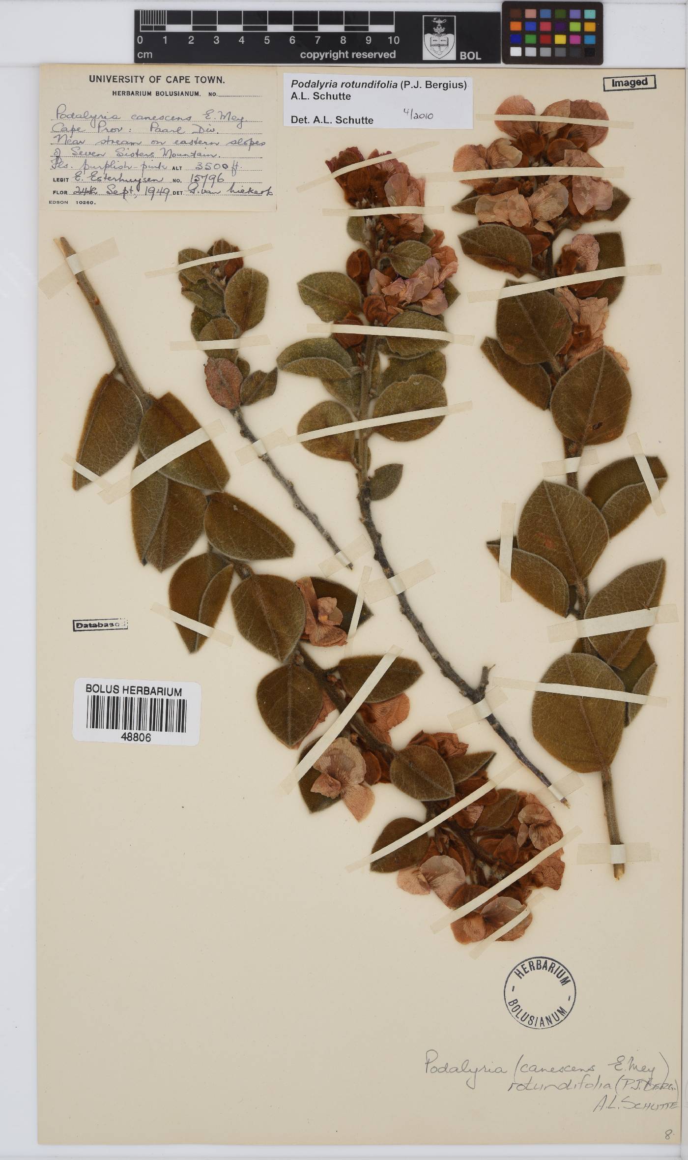Podalyria rotundifolia image