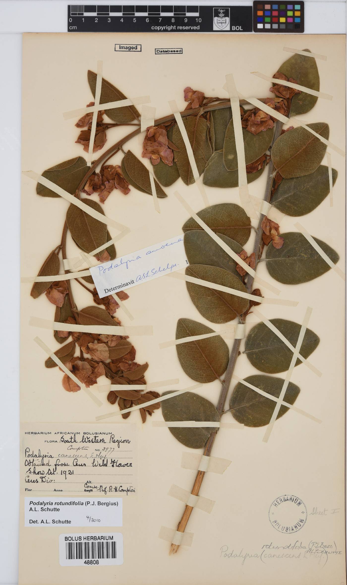 Podalyria rotundifolia image