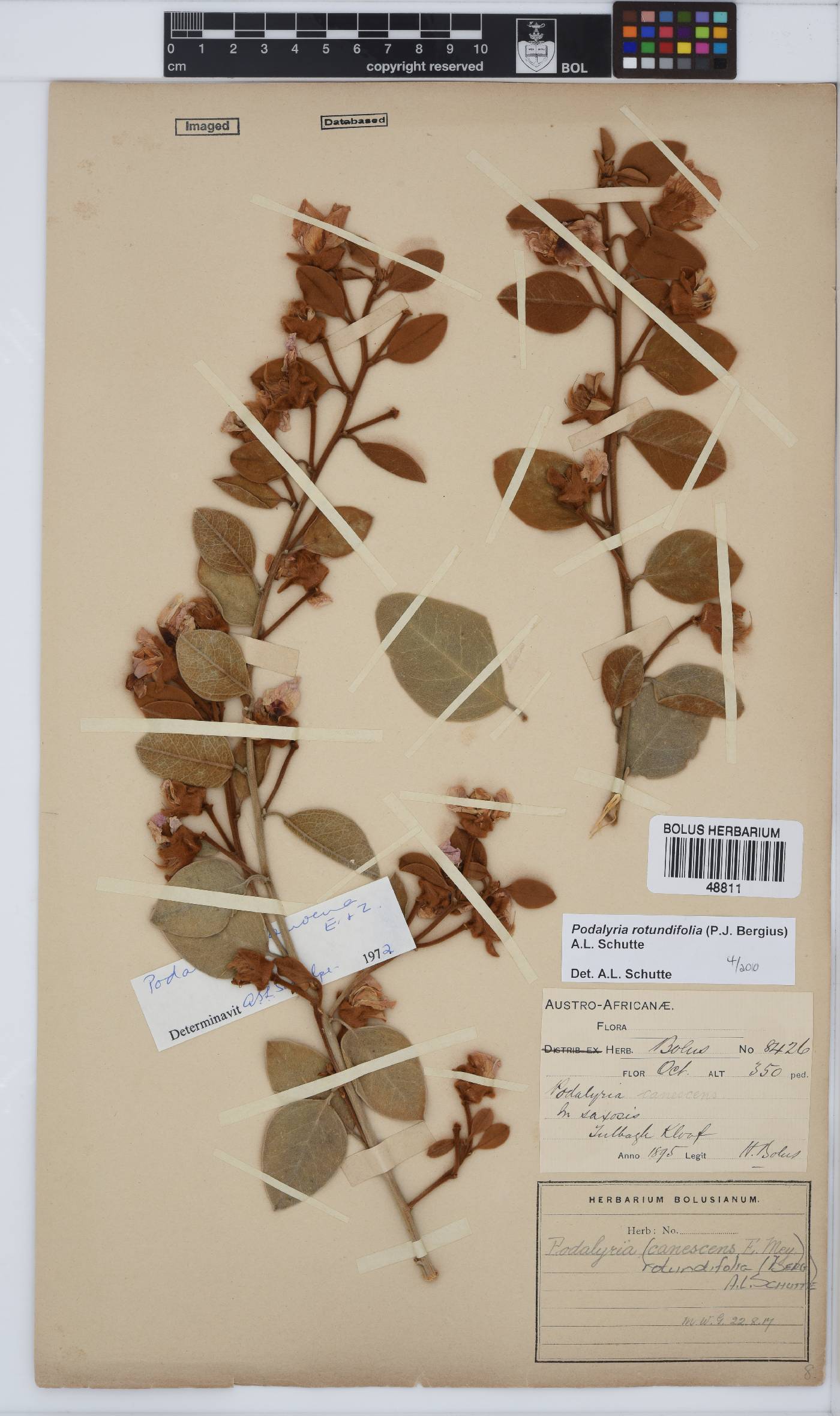 Podalyria rotundifolia image