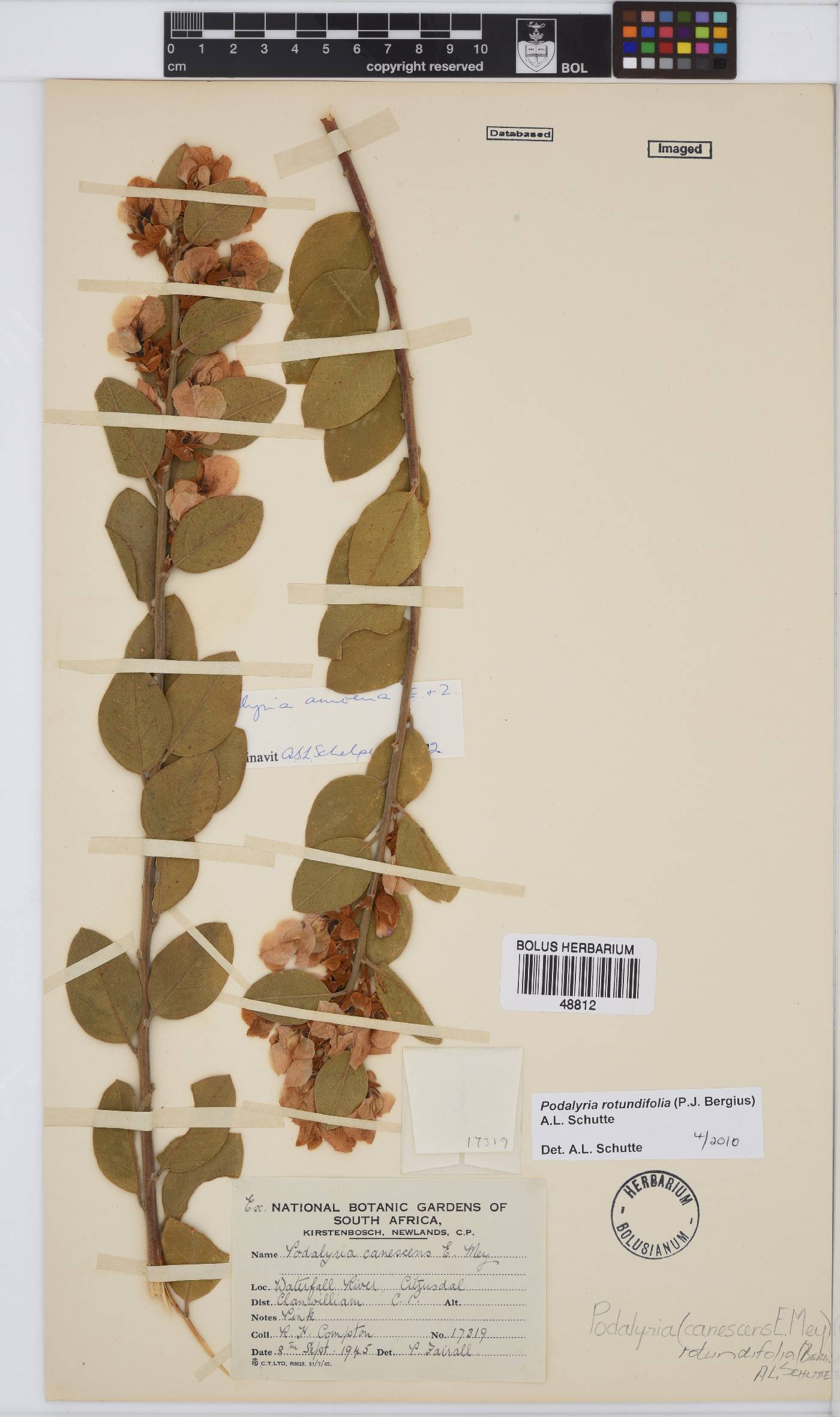 Podalyria rotundifolia image