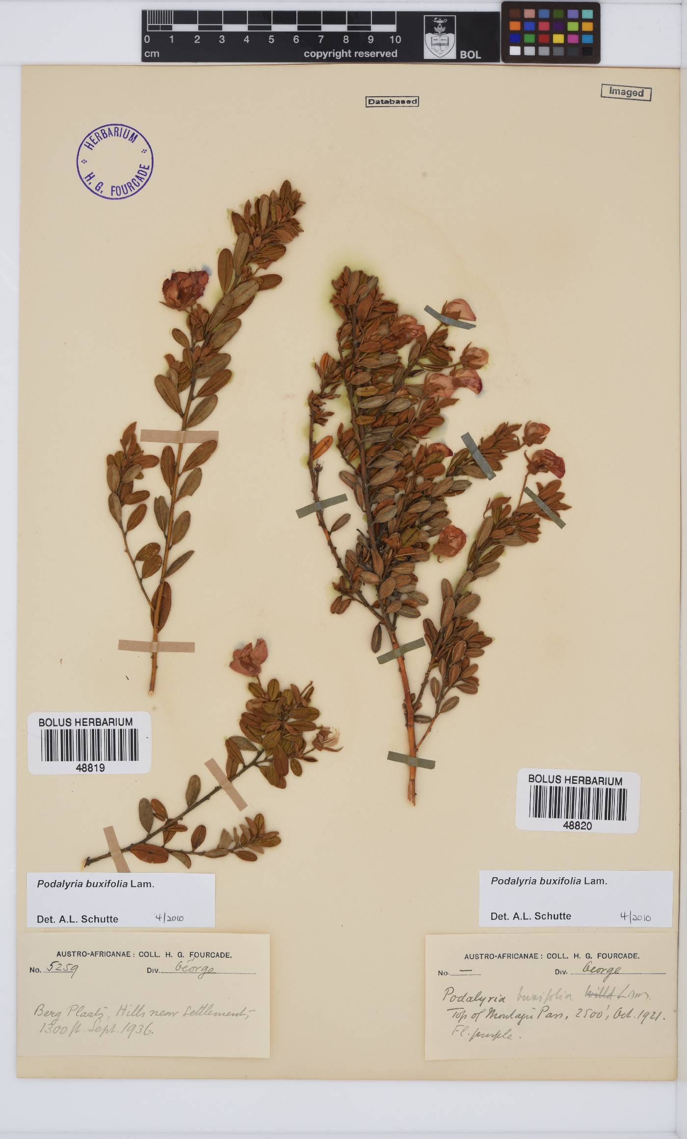 Podalyria buxifolia image