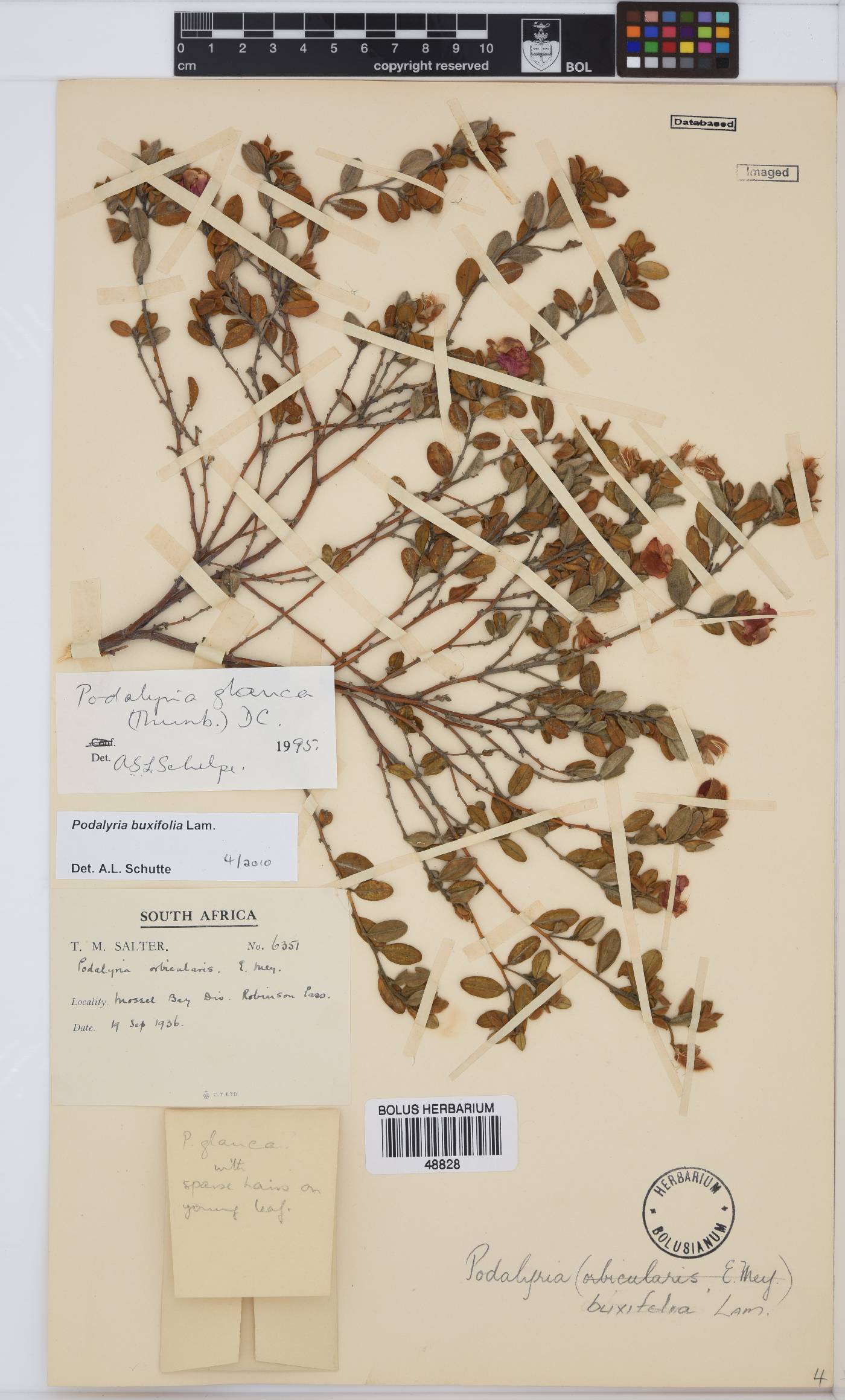 Podalyria buxifolia image