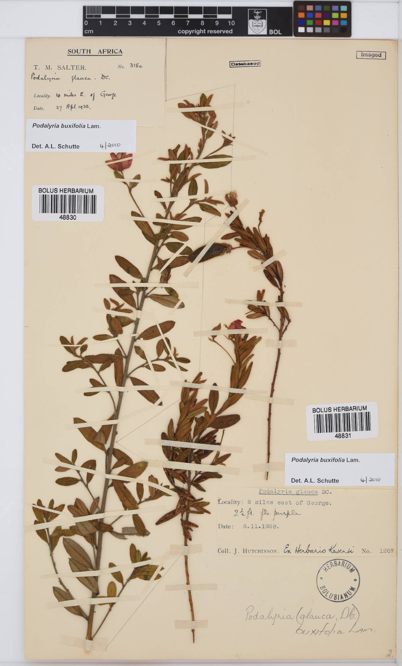 Podalyria buxifolia image